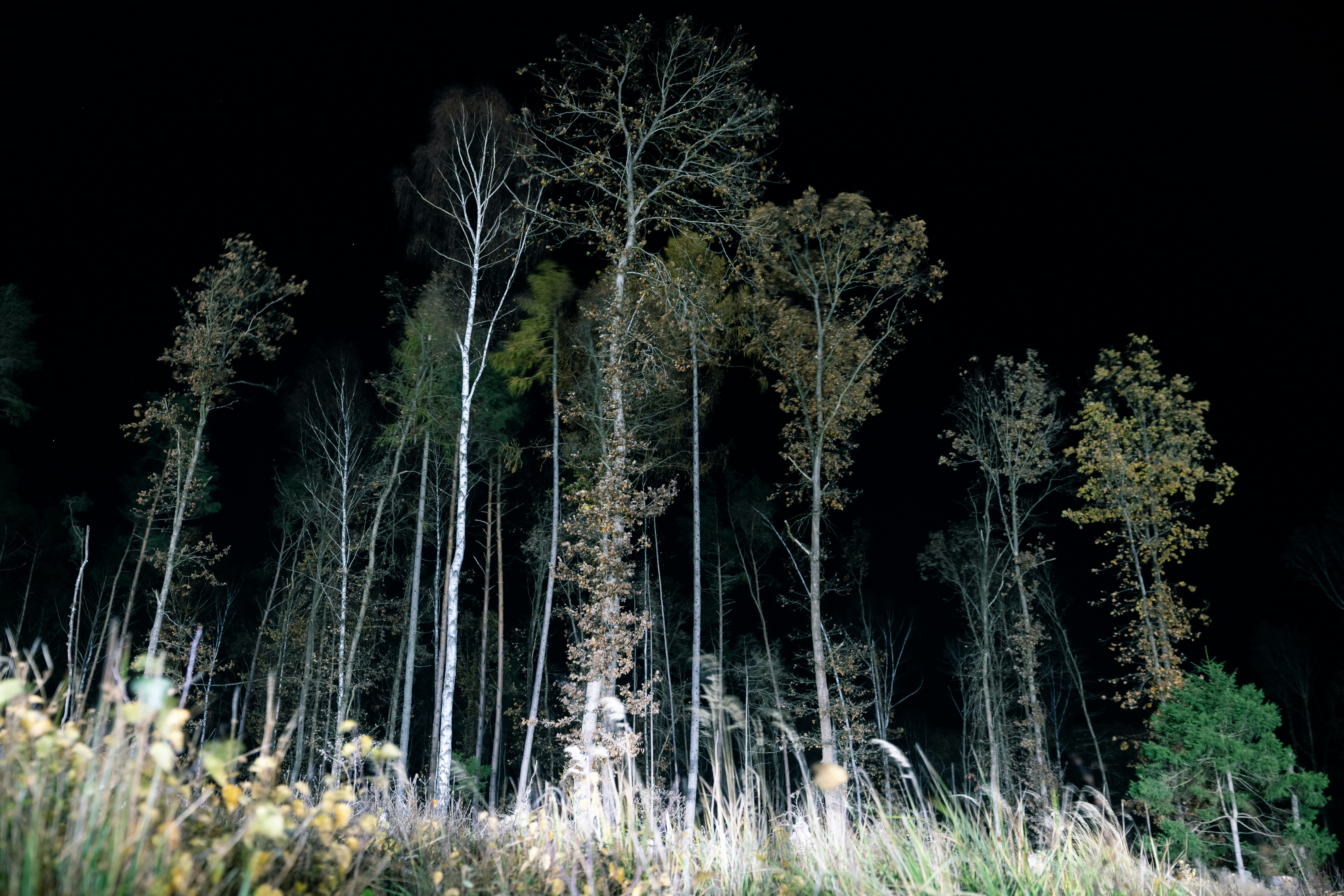 Tall trees stand in a dark forest at night