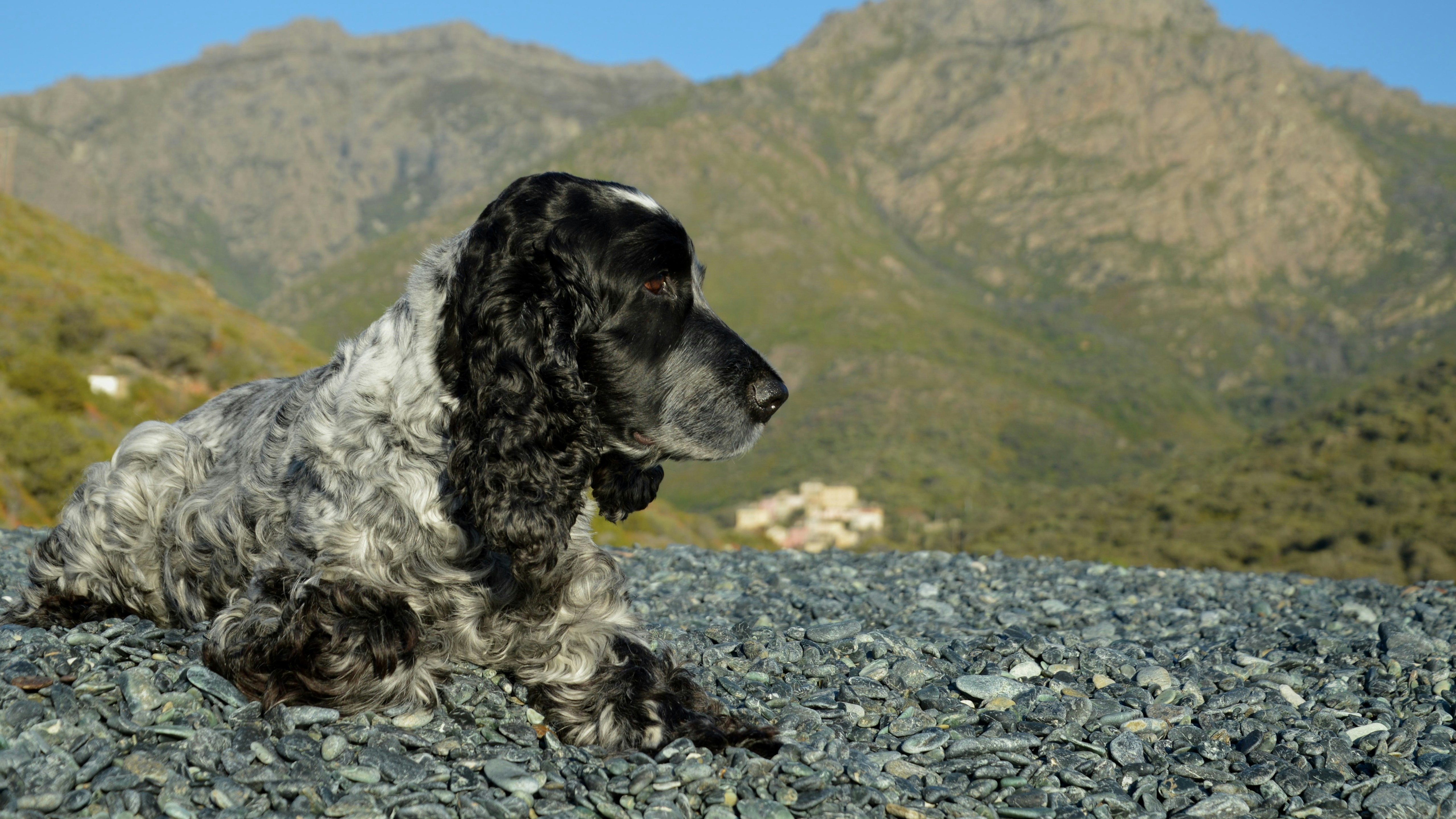 강아지랑 여행 어디로? 진짜 만족도 높은 국내 명소 TOP5