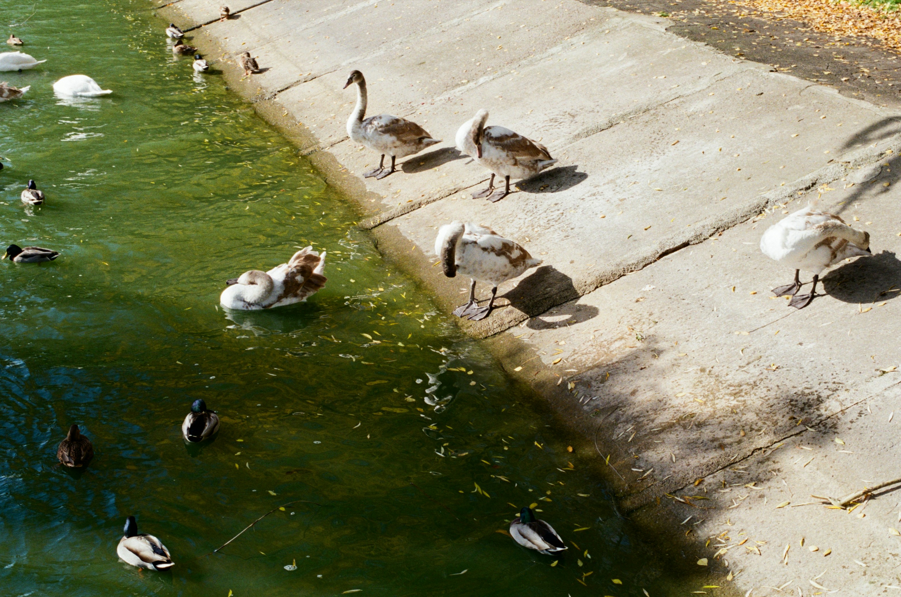 Ducks and geese gather by a concrete embankment