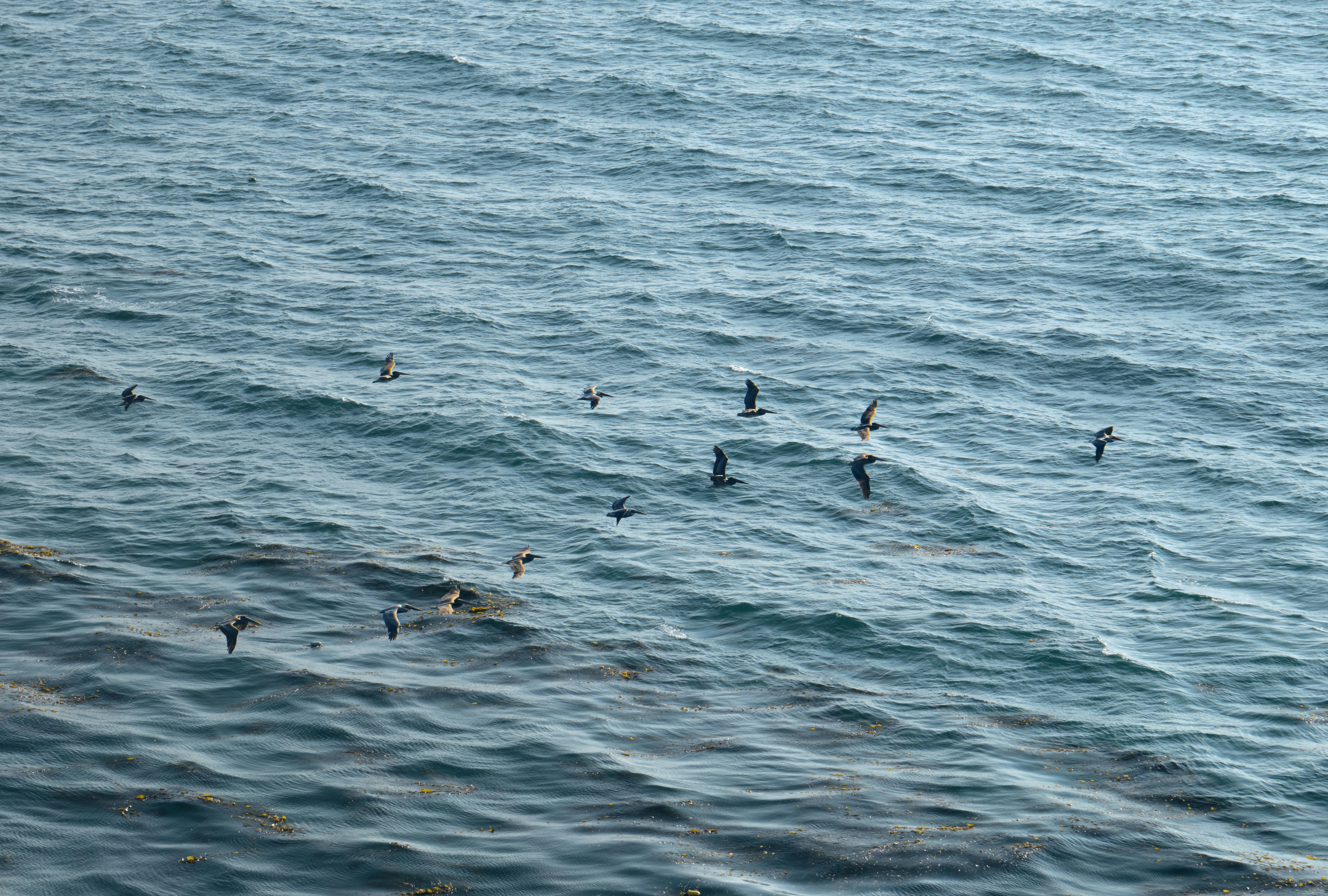 Uccelli marini che volano sopra l'oceano azzurro e agitato.