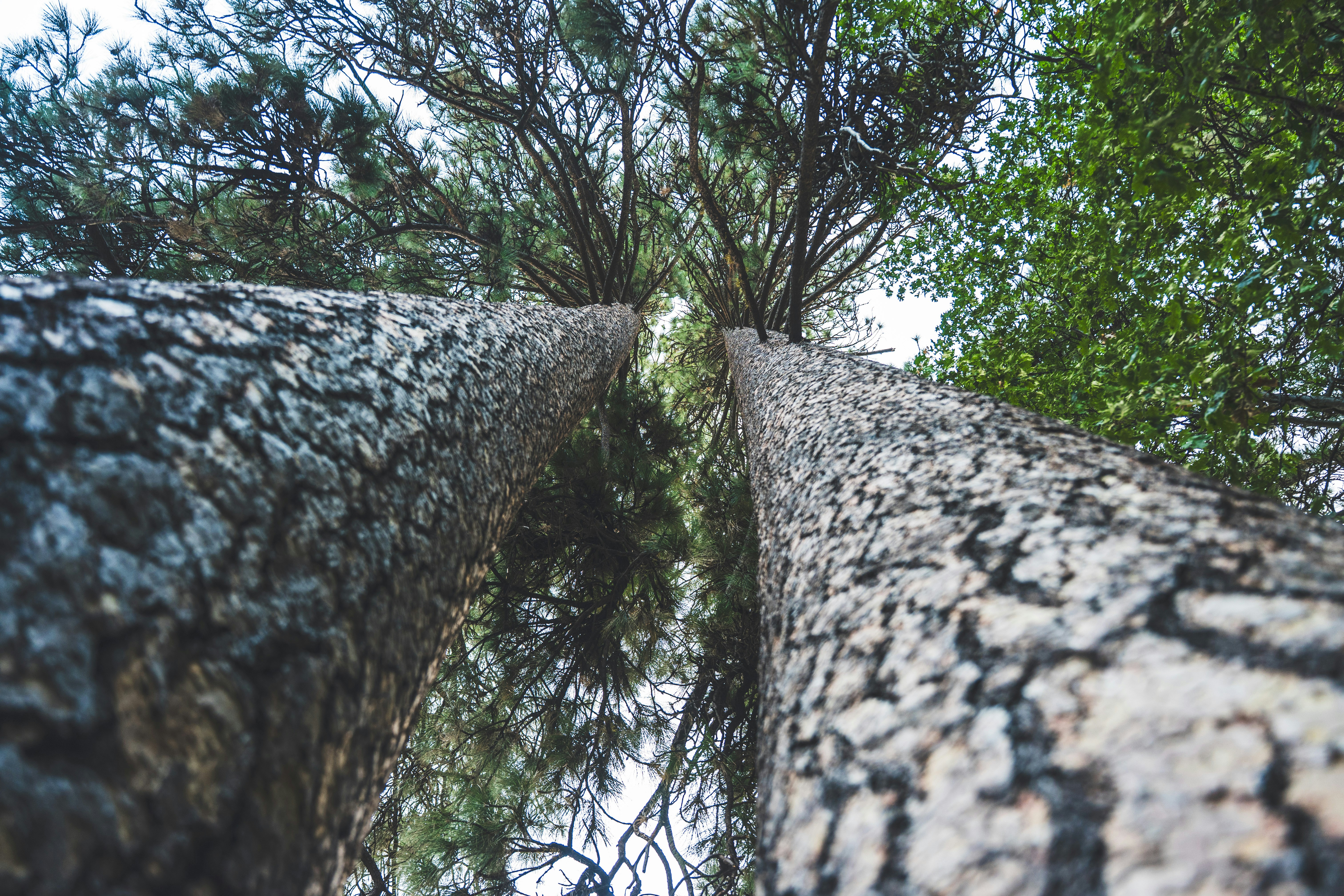Two tall pine trees viewed from below