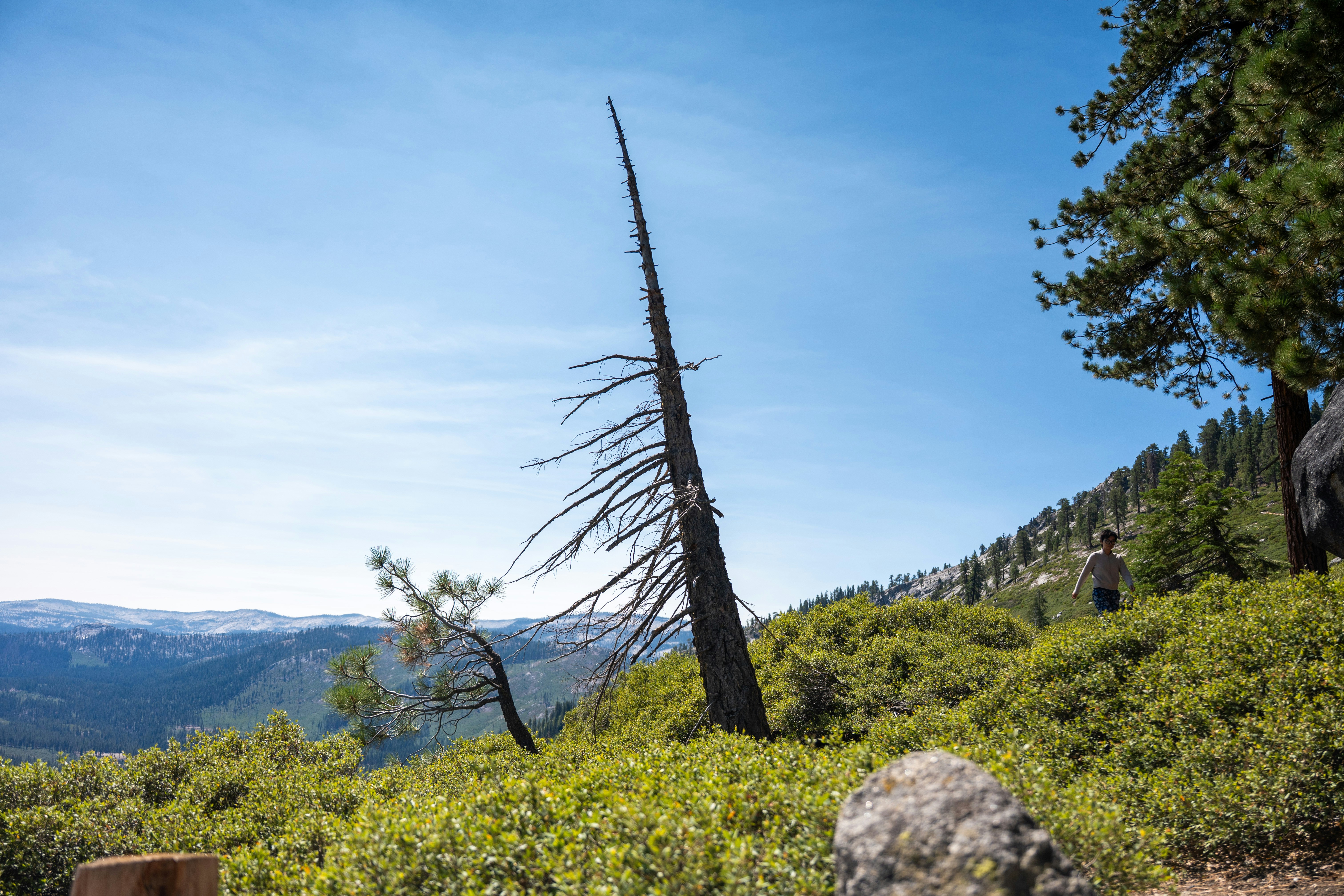 A lone dead tree stands on a grassy hill.