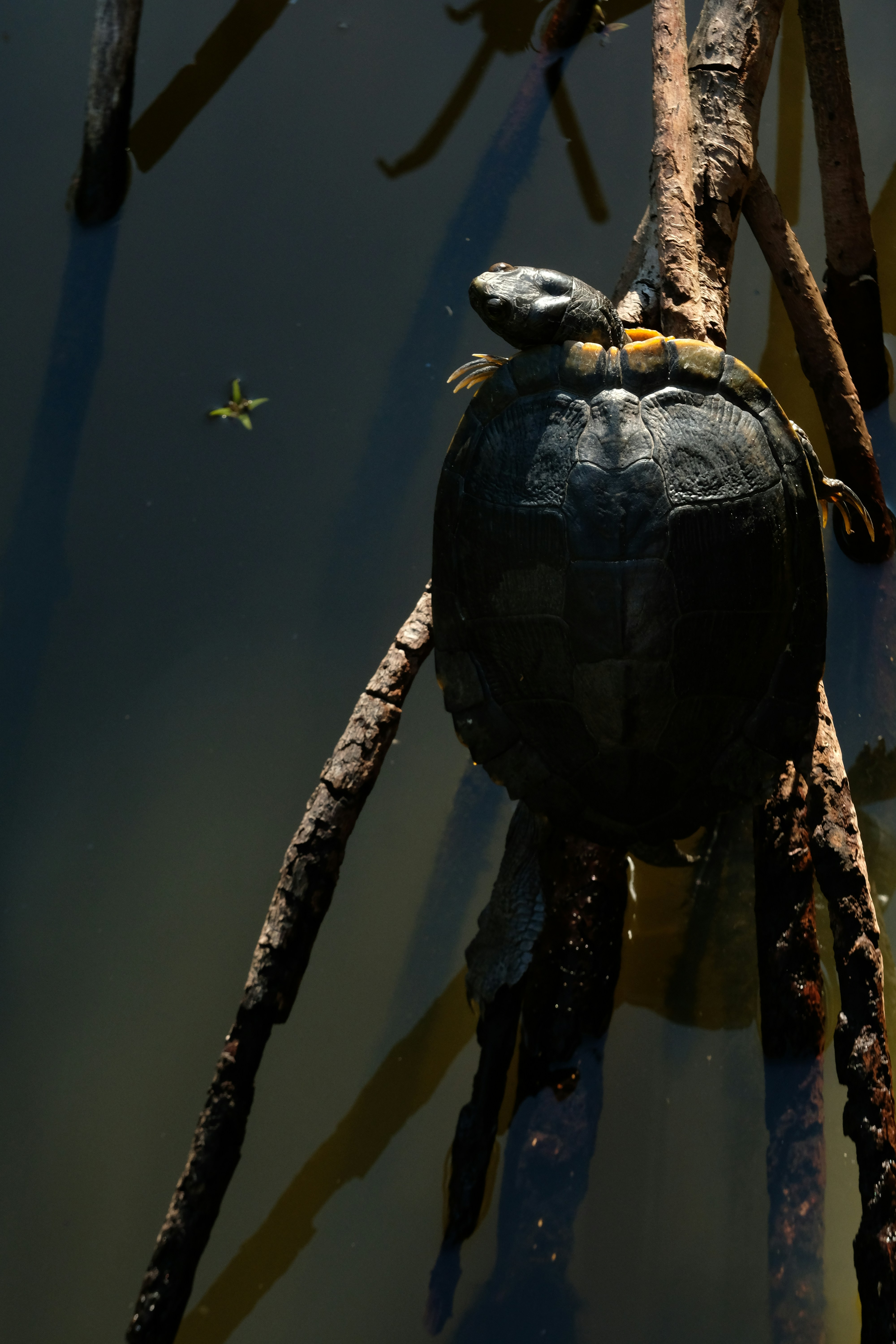 Turtle resting on mangrove roots above dark water