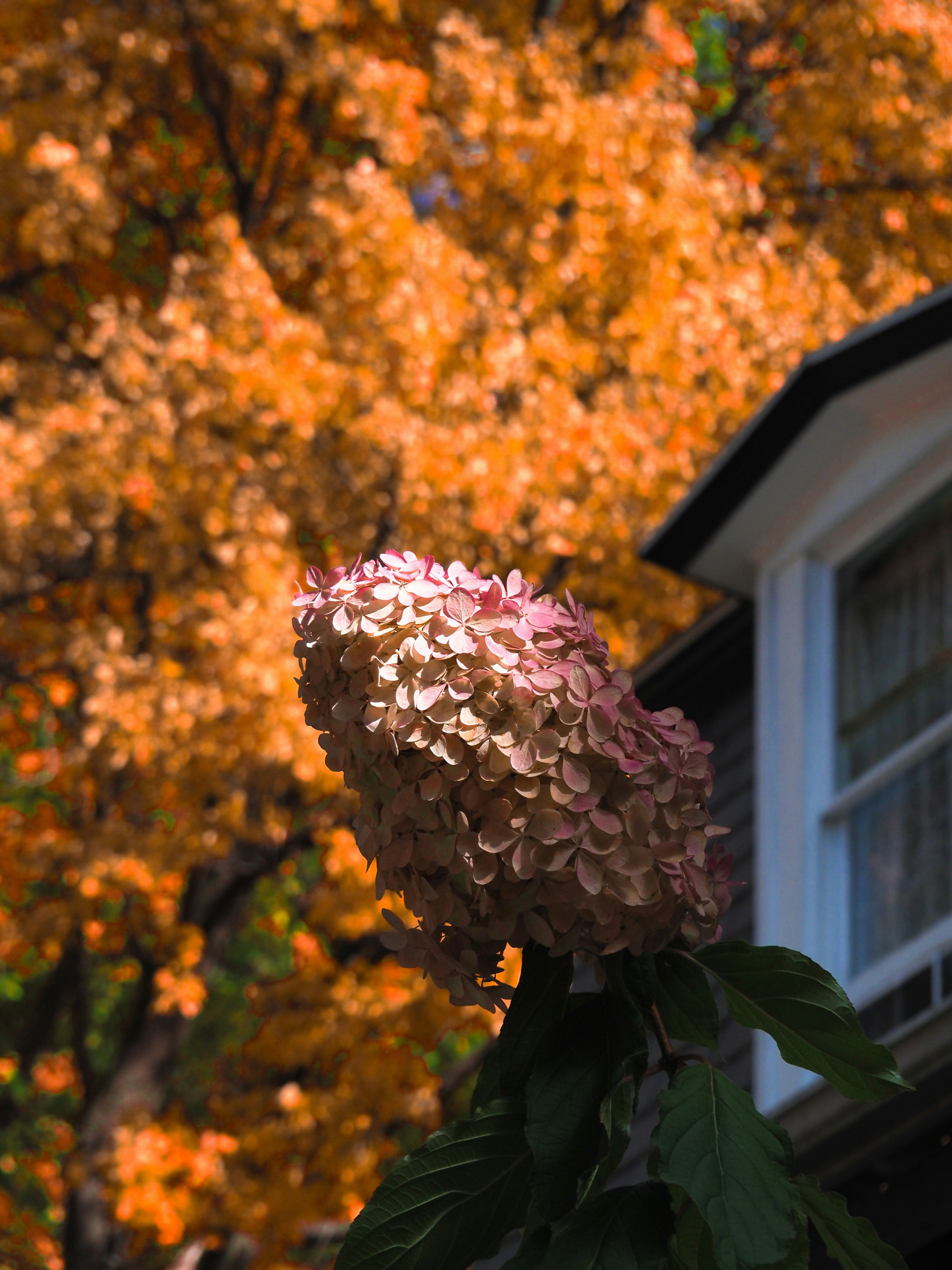 Pink hydrangea bloom against autumn foliage and house