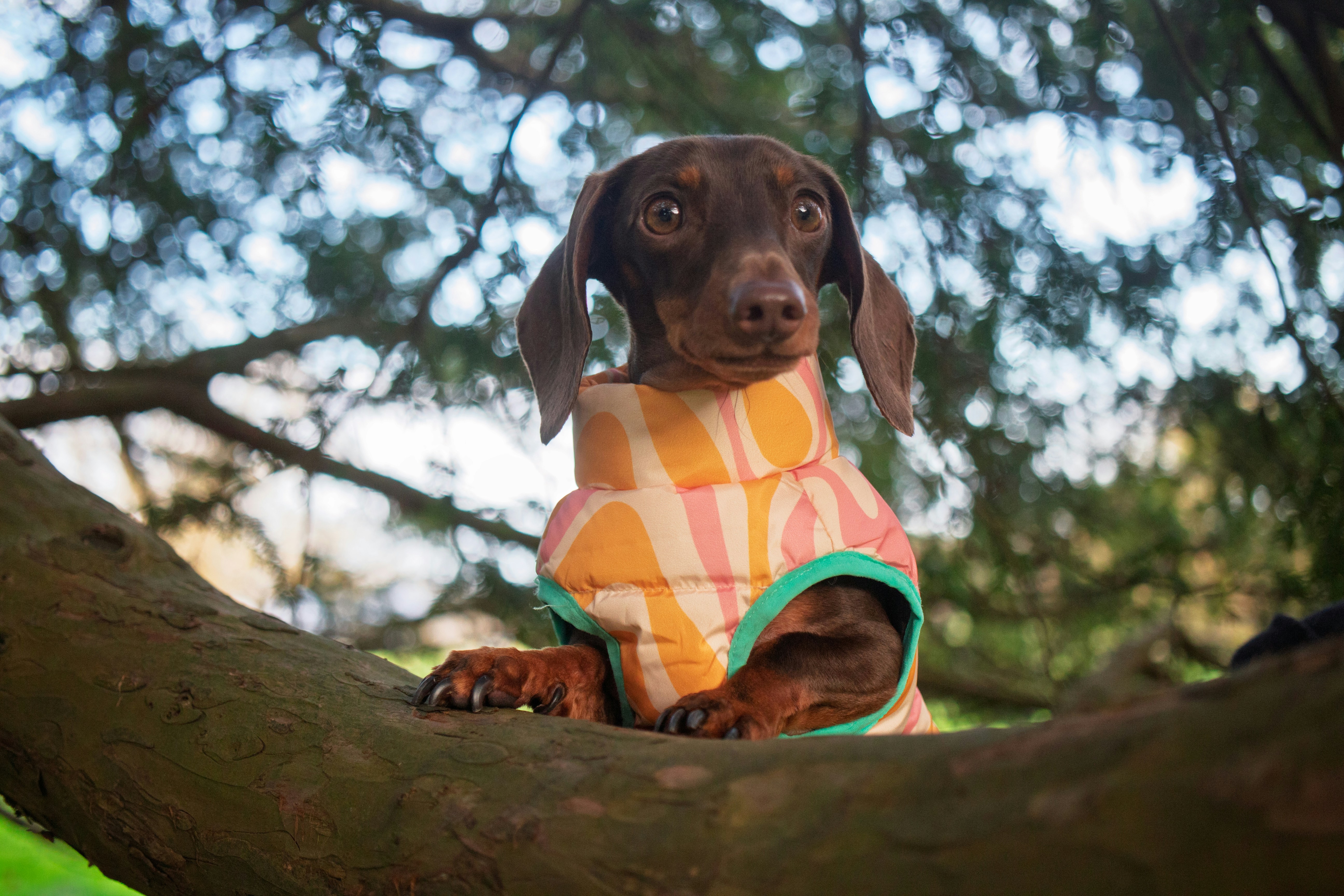 A dachshund wearing a colorful jacket on a tree branch