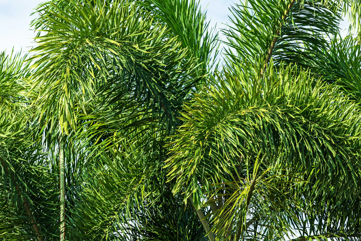 Foxtail Palm Wodyetia bifurcata India Luxury Landscape Hotel — PlantCare