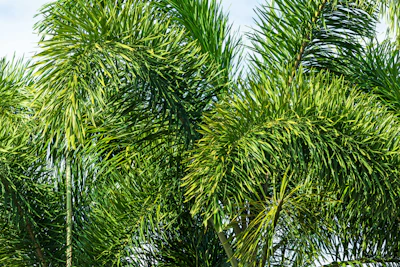 Foxtail Palm Wodyetia bifurcata India Luxury Landscape Hotel — PlantCare