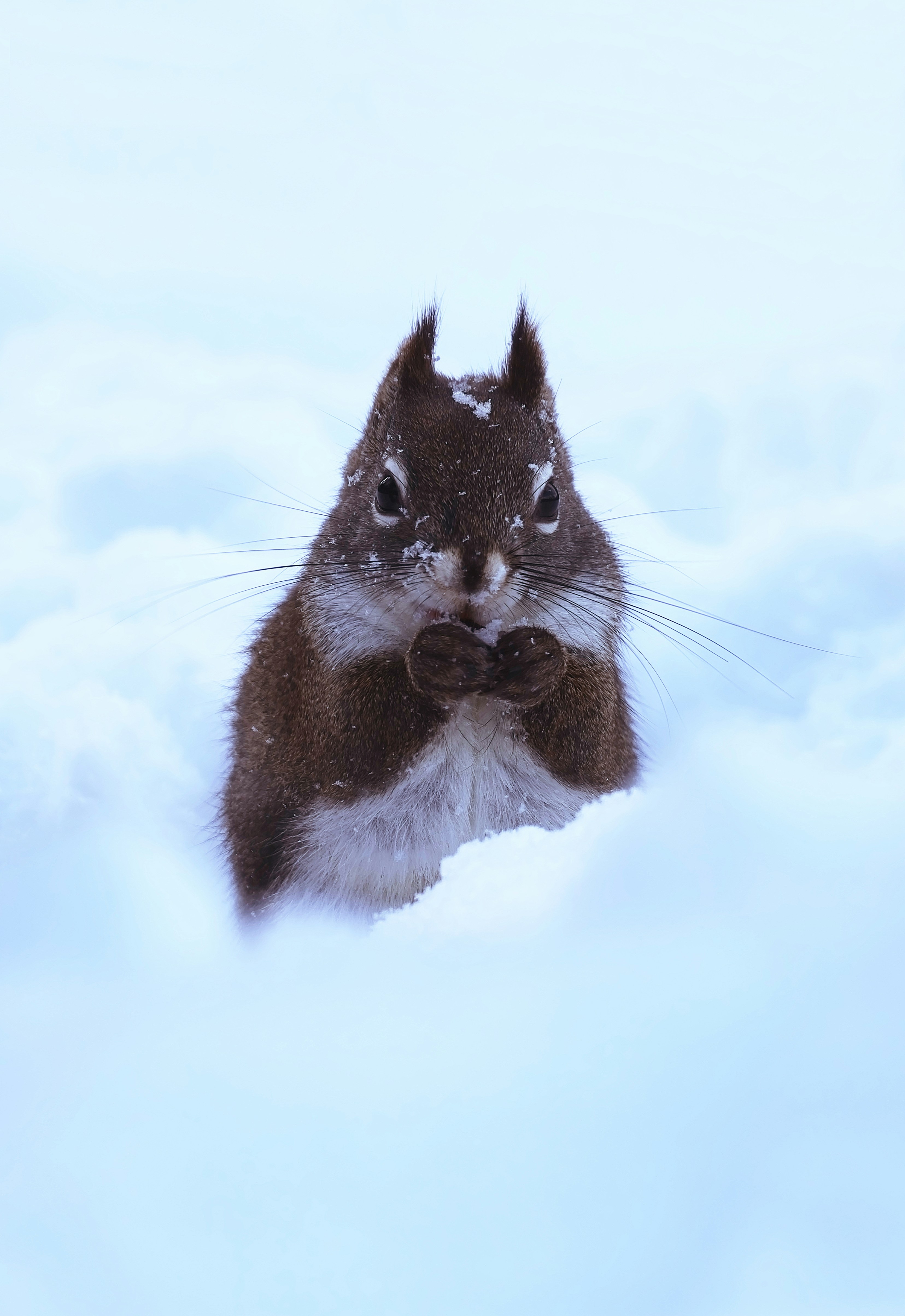 A squirrel sits in the snow with its paws clasped.