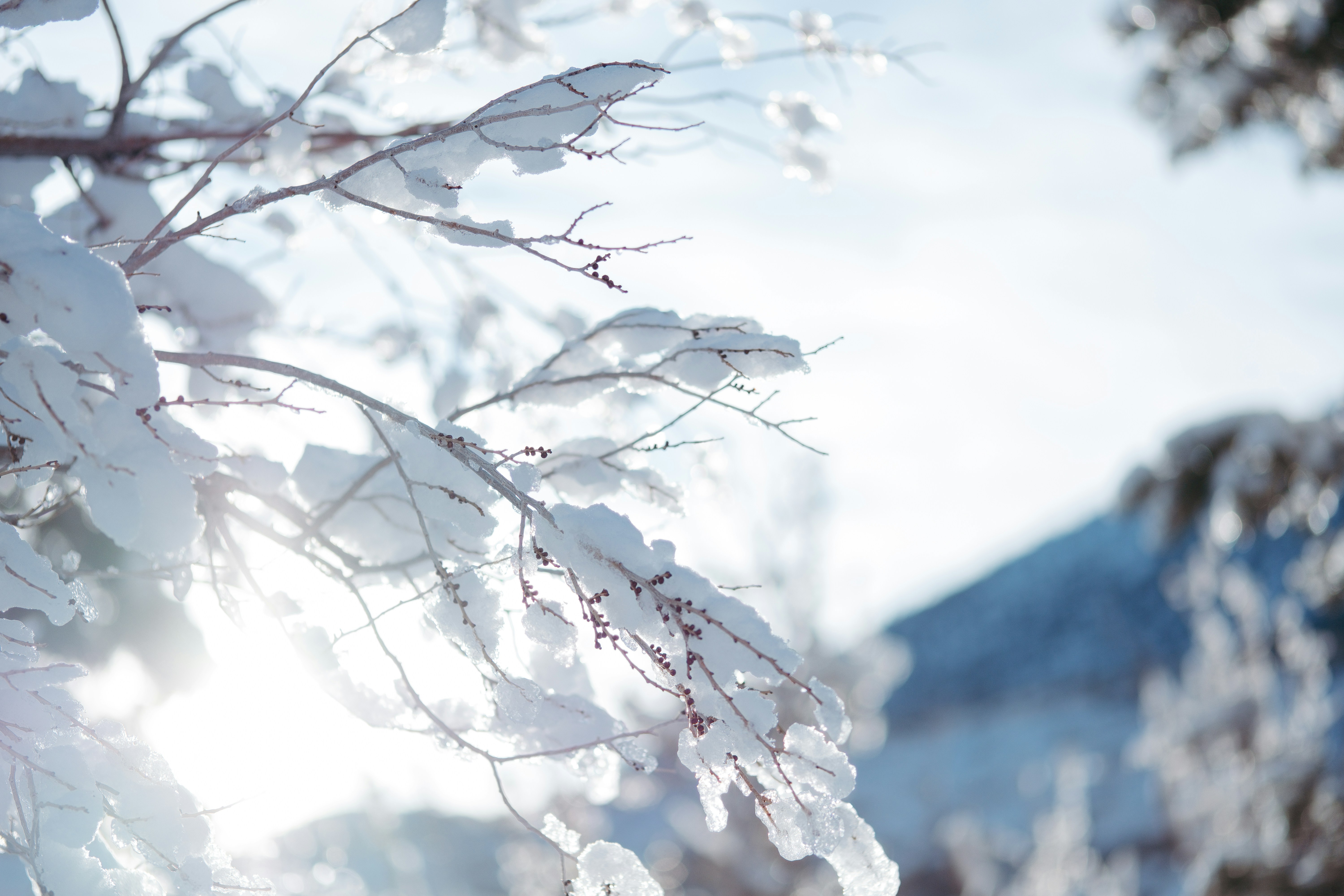 Photo by wesleyphotography