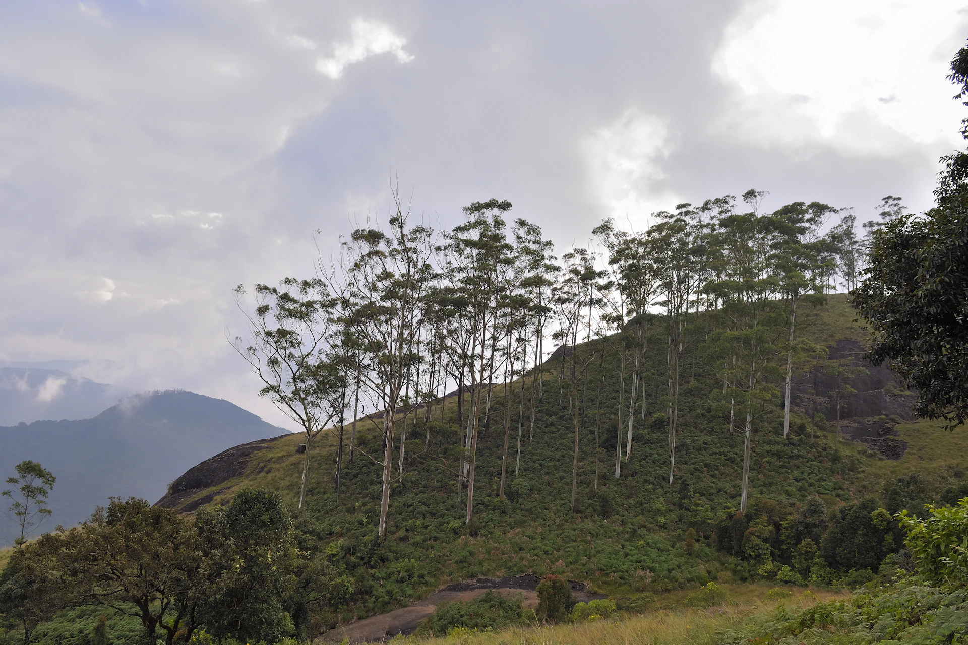 Tall trees on a grassy hillside under cloudy sky