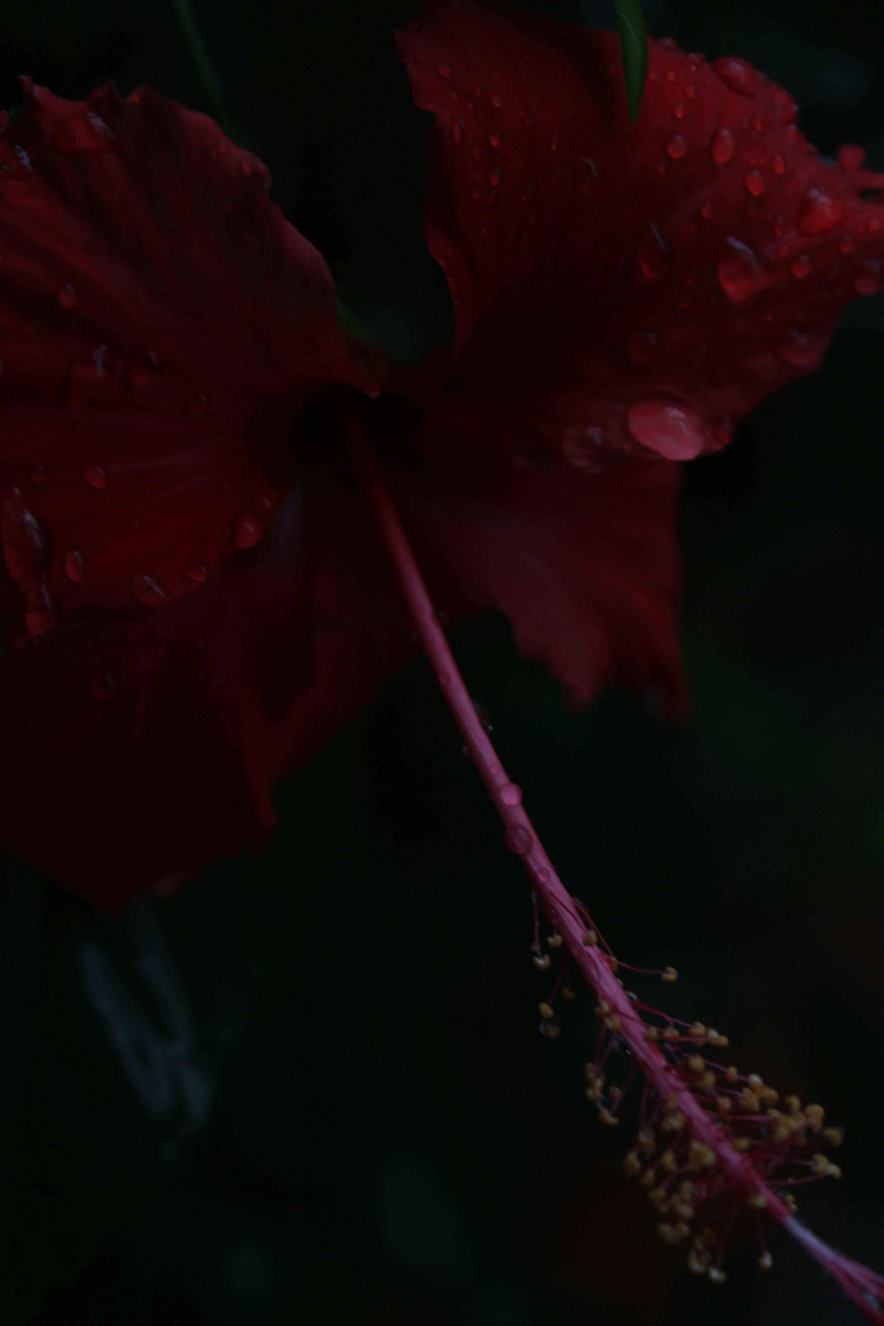 Photo by varun_venugopal