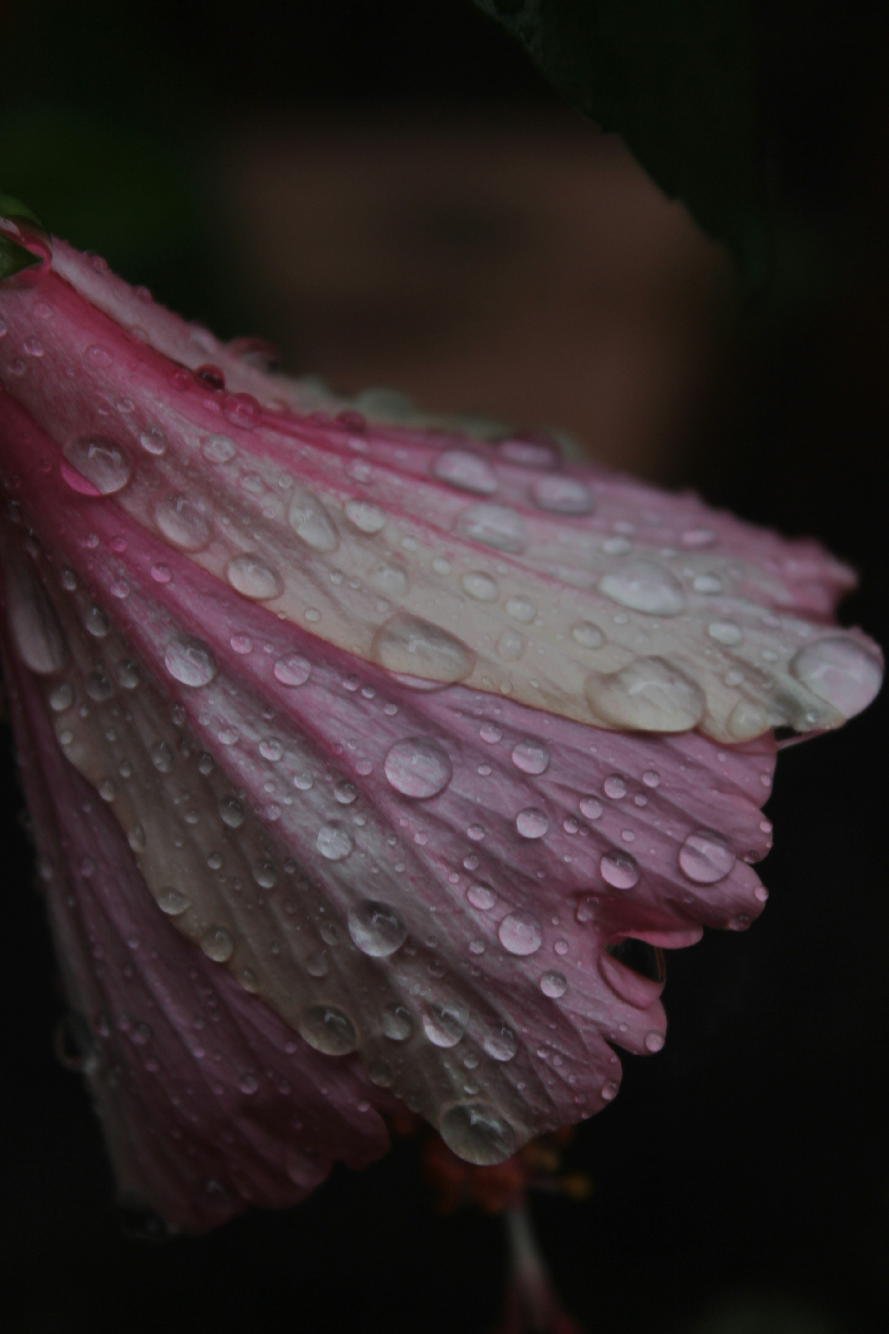 Photo by varun_venugopal