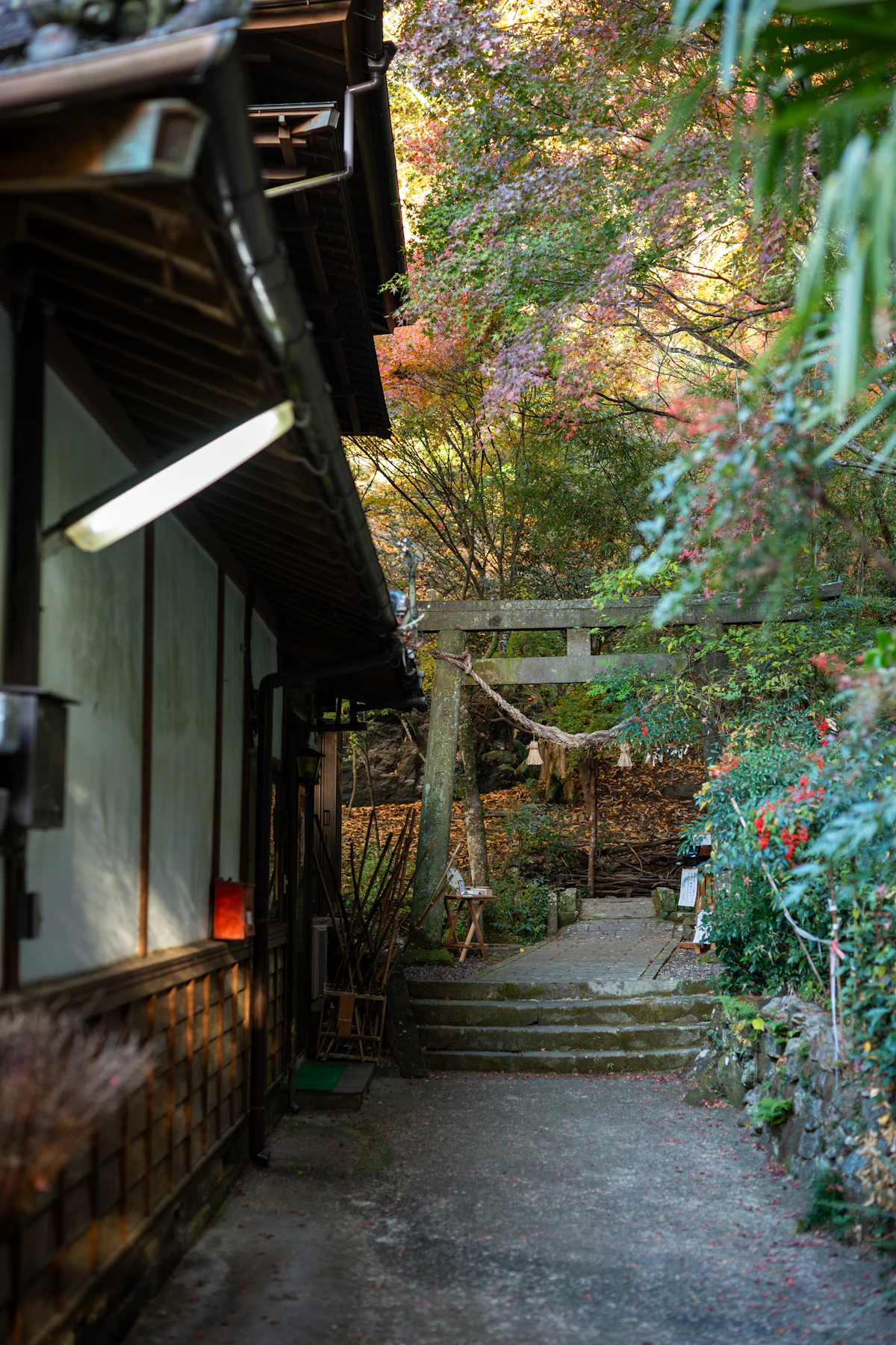 Autumn shrine path