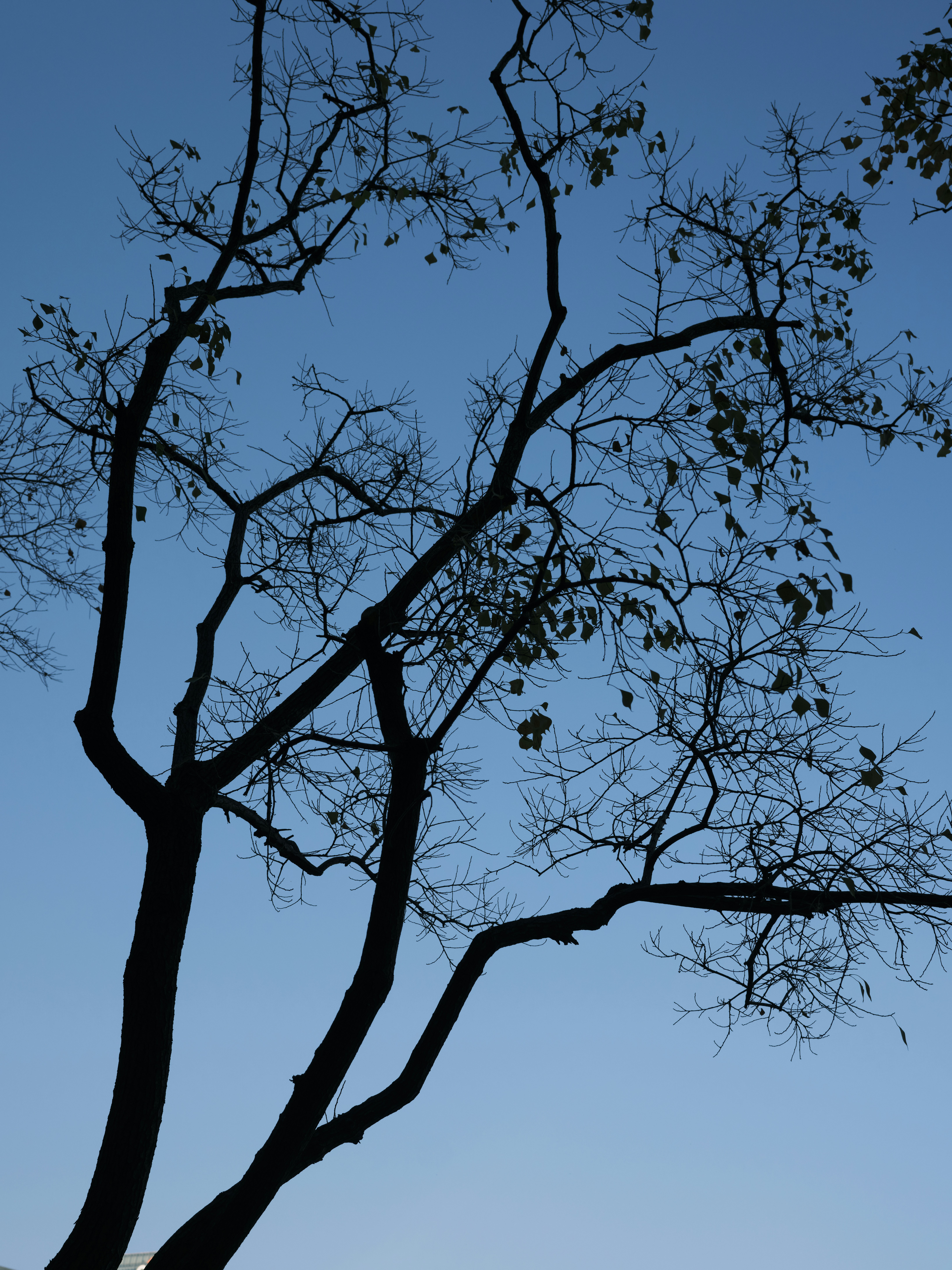 Photo by leo_gilgamesh