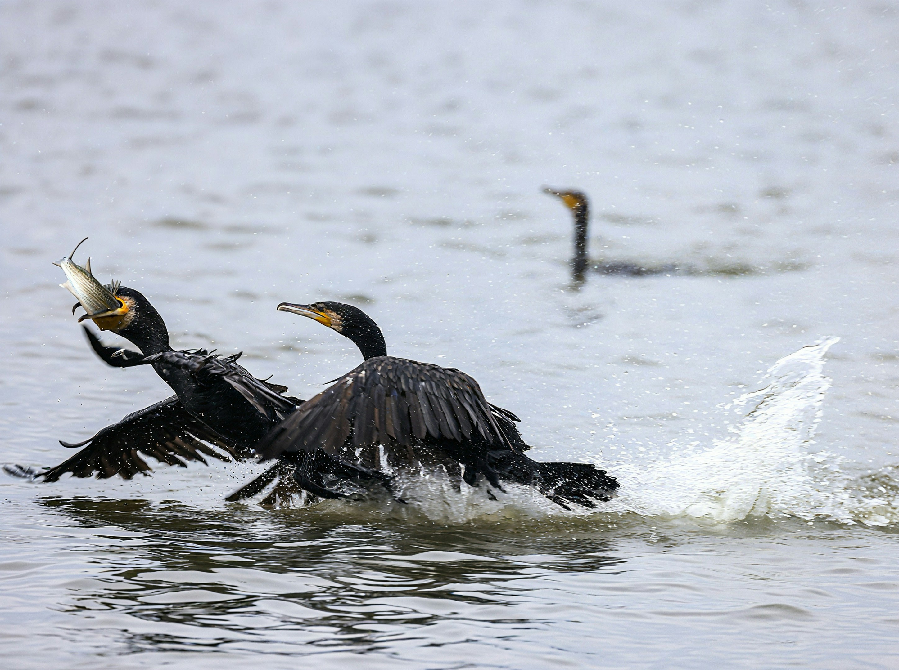 Photo by dickenslin76