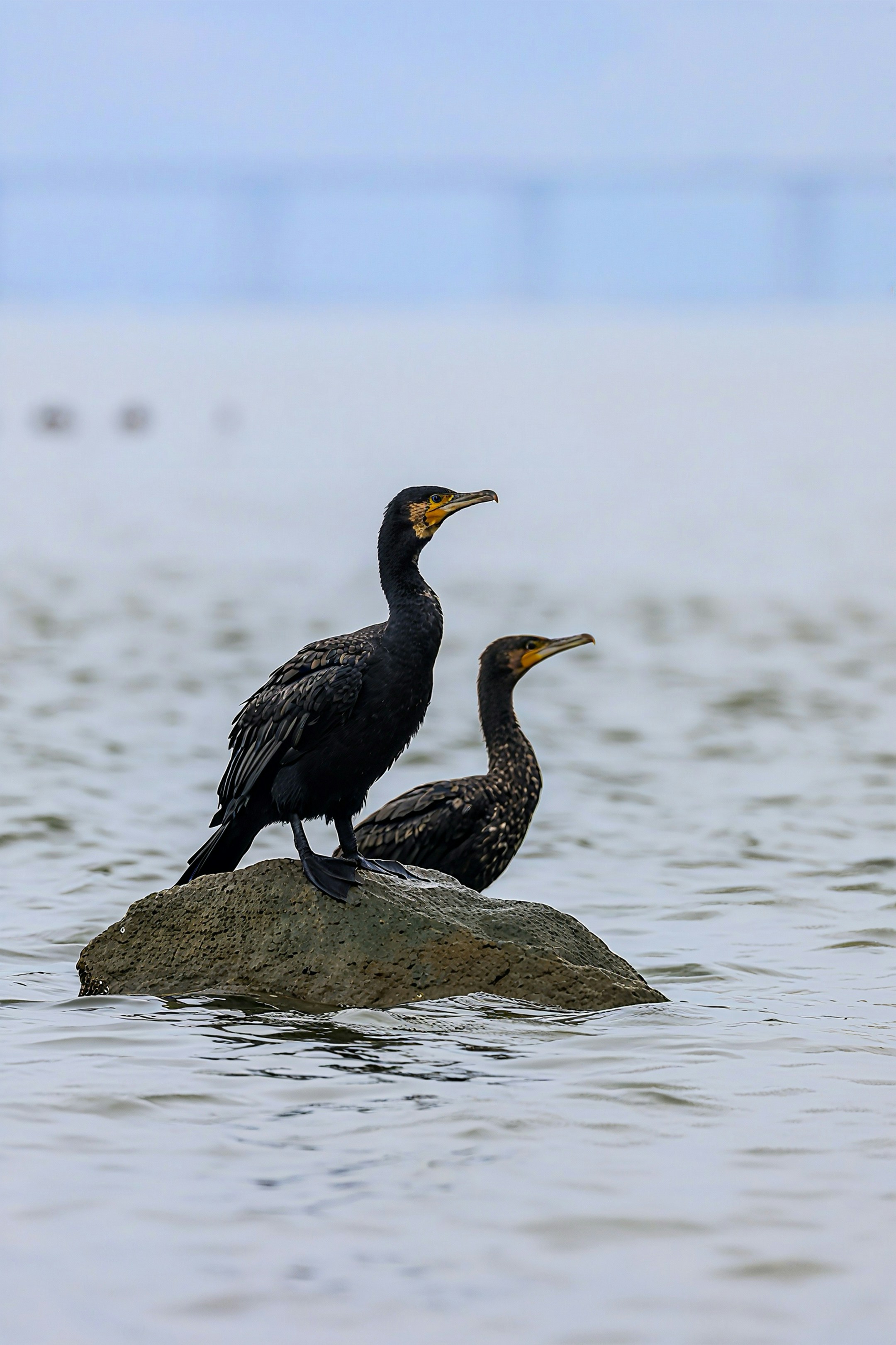 Photo by dickenslin76