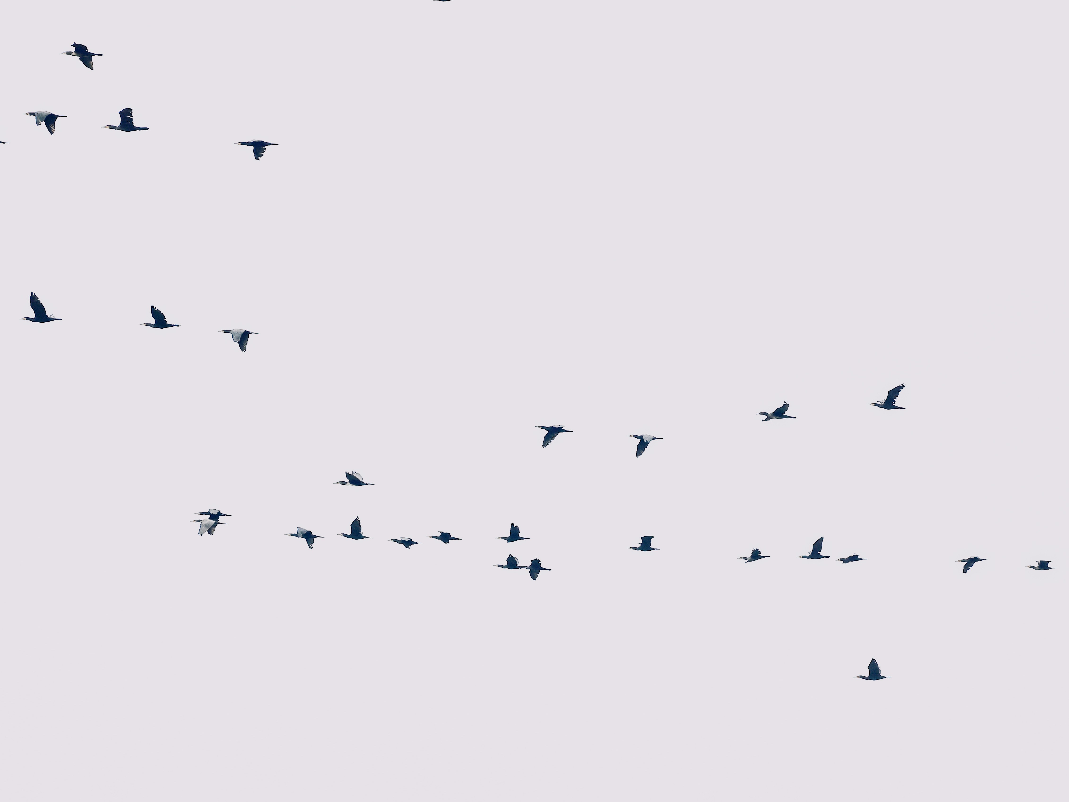 Flock of birds flying in a clear sky