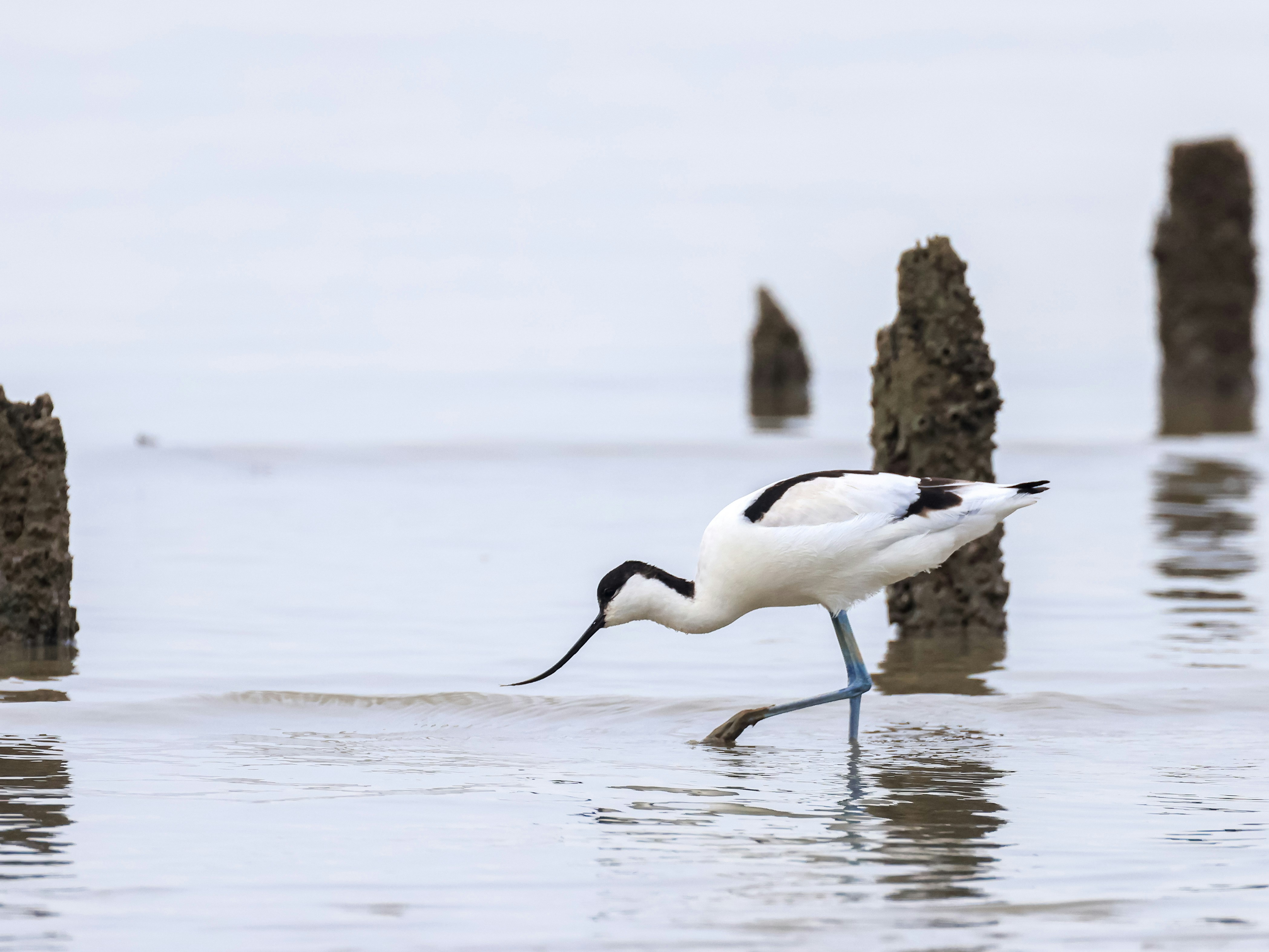 Photo by dickenslin76