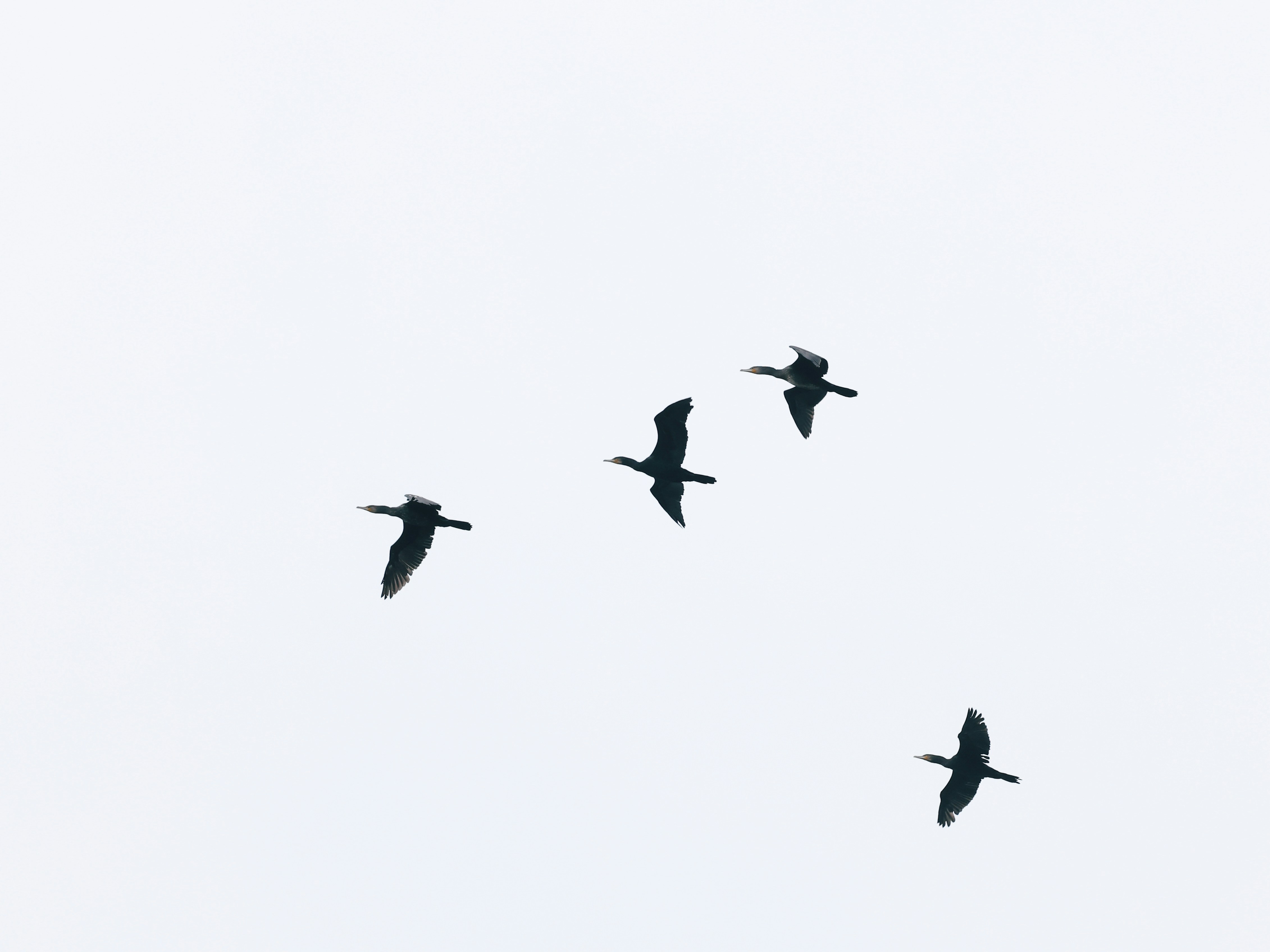 Photo by dickenslin76