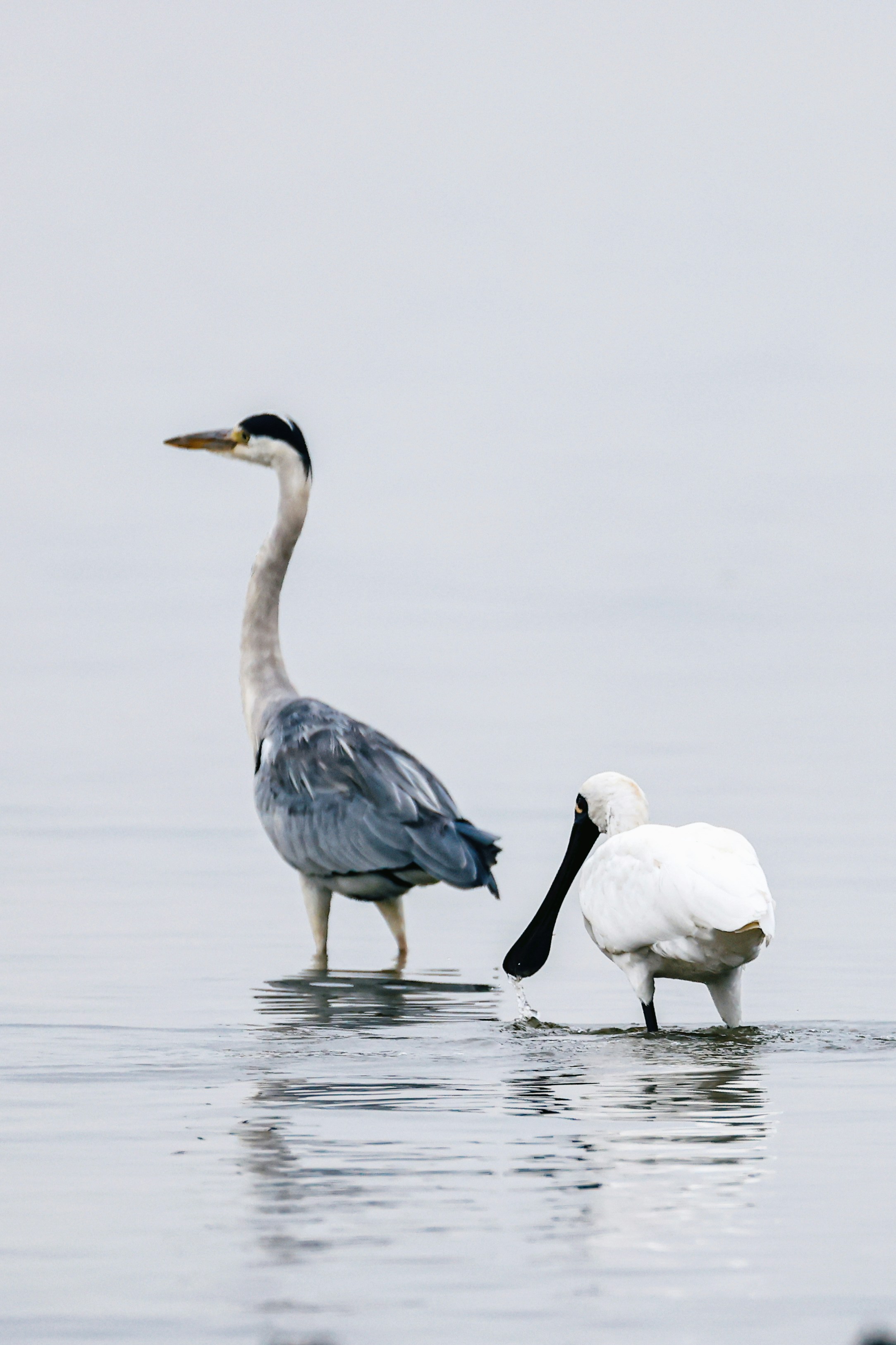 Photo by dickenslin76