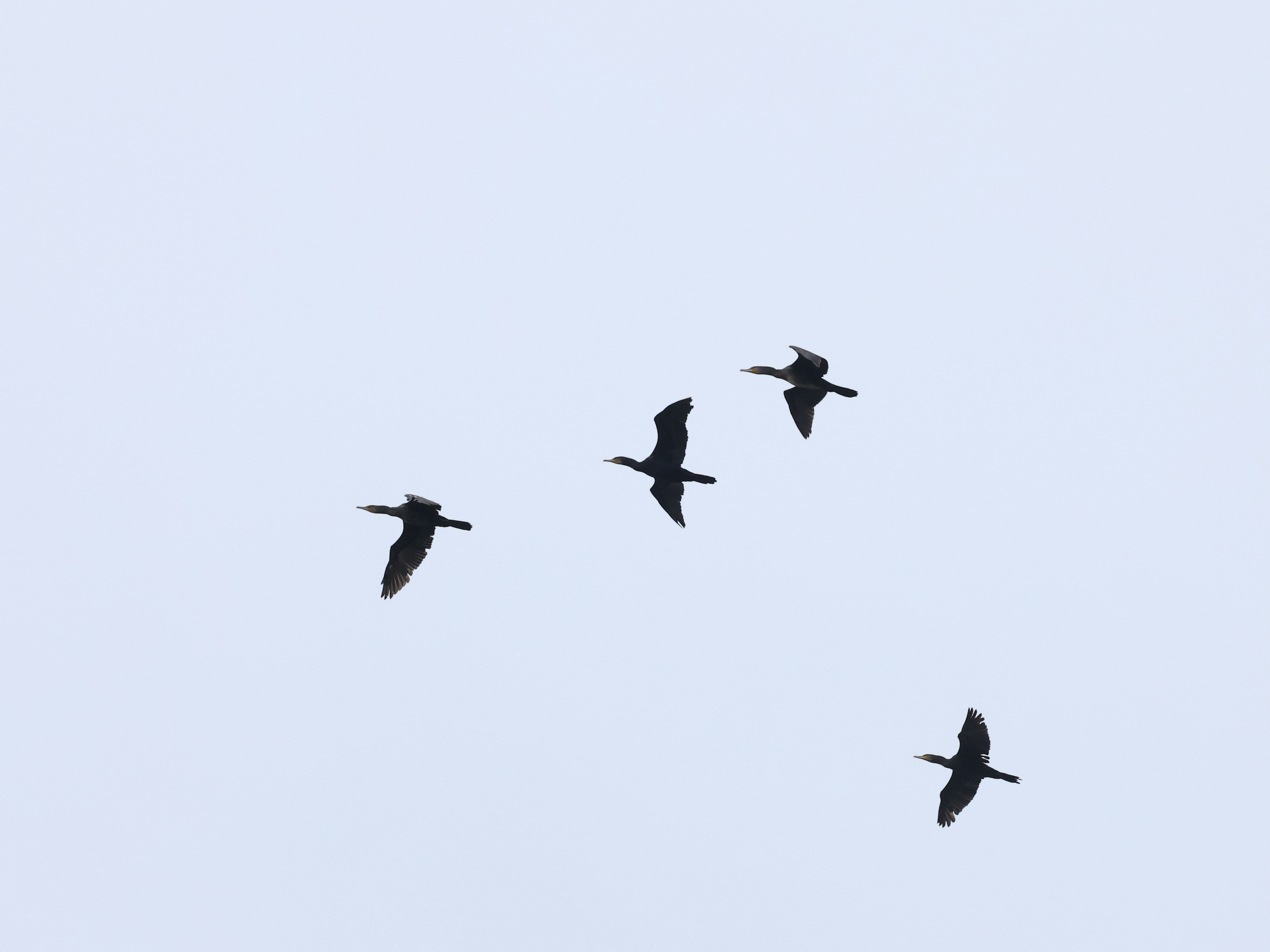 Photo by dickenslin76