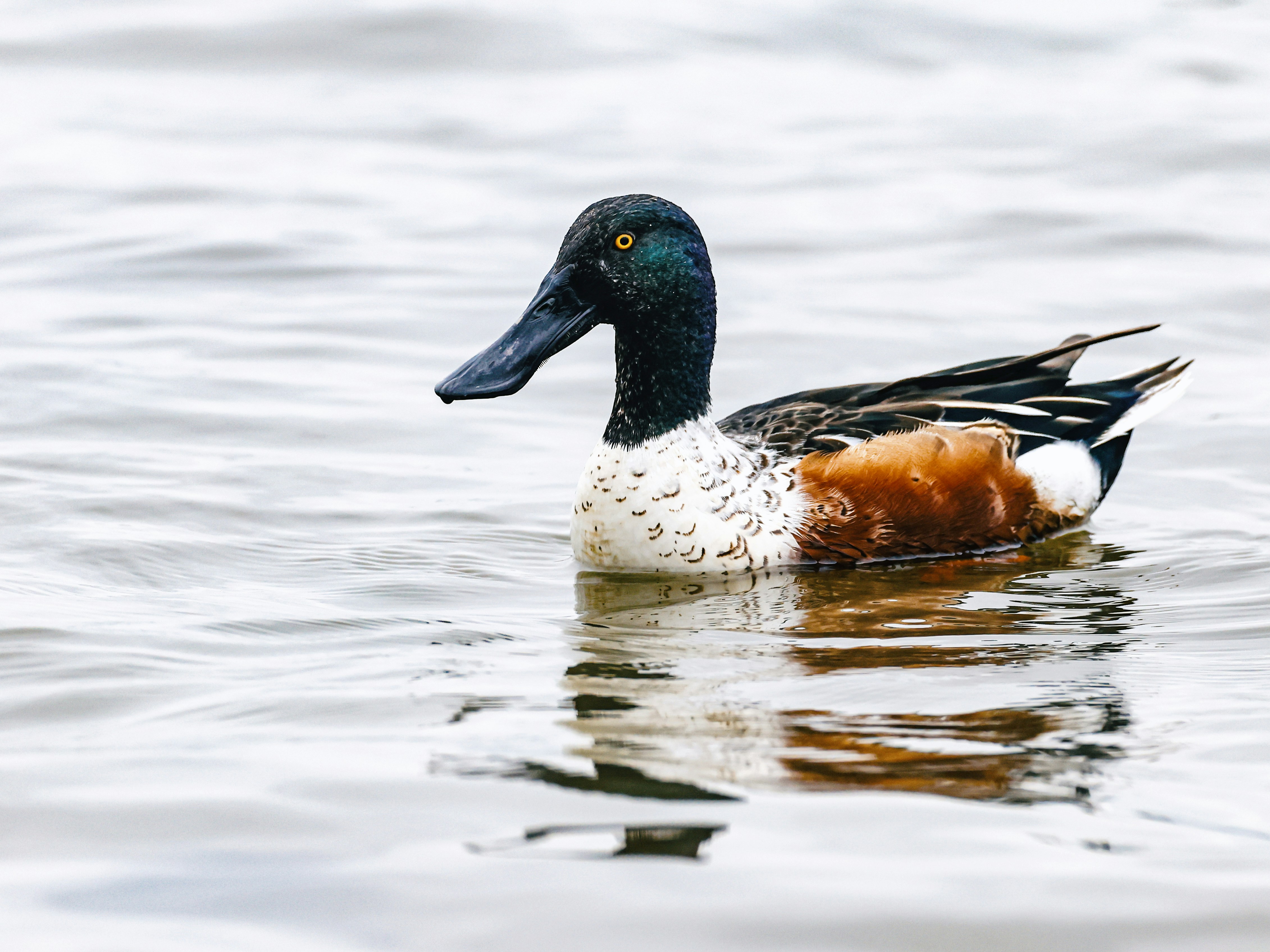 Photo by dickenslin76