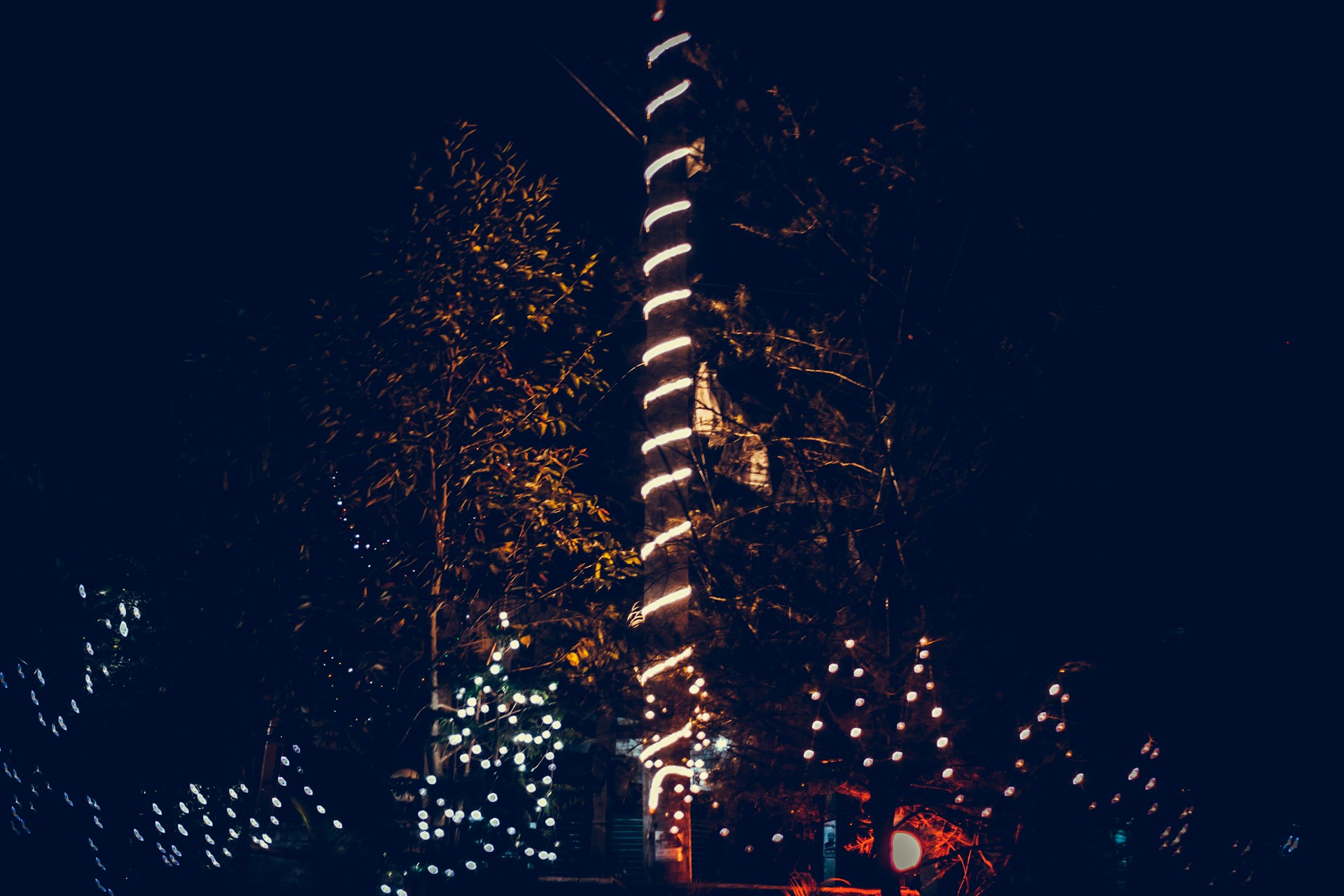 Tall tree wrapped in lights at night.