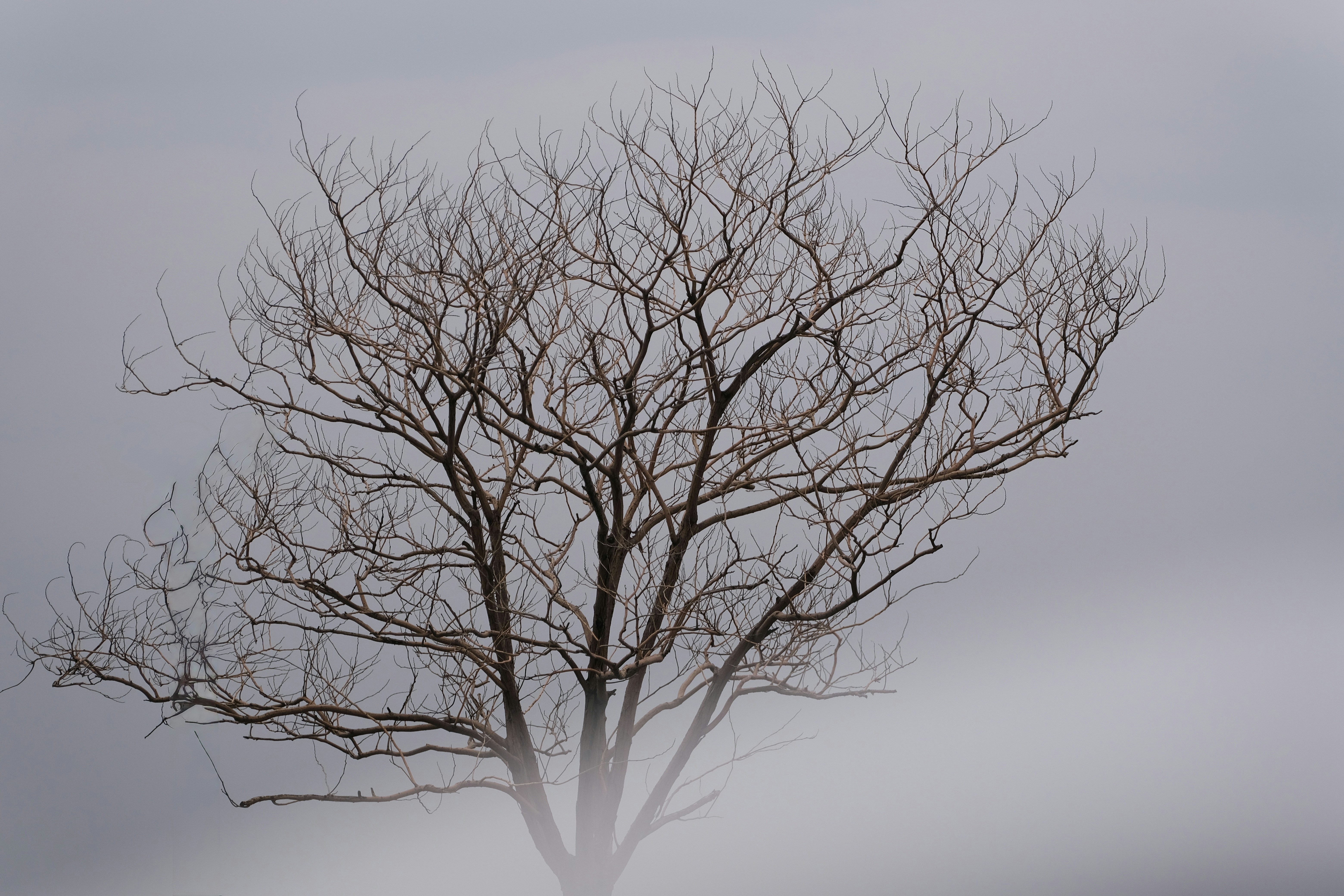 Bare tree branches in a foggy, overcast sky.