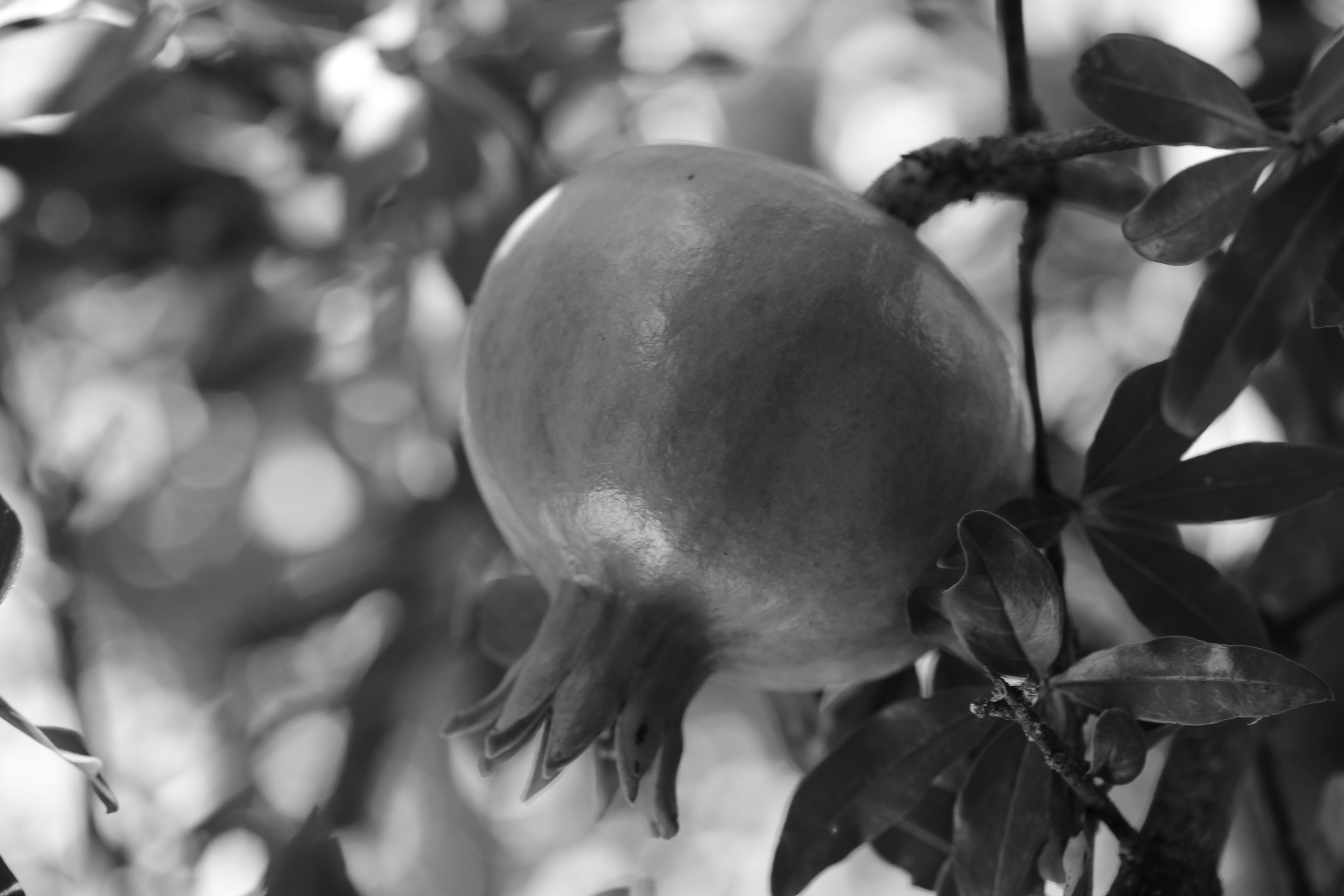 A ripe pomegranate hangs on a tree branch.