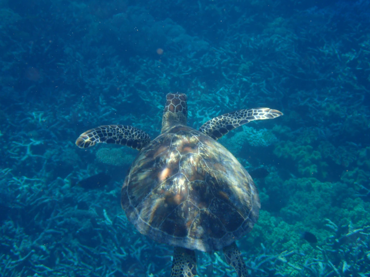 Sea turtle swimming over coral reef