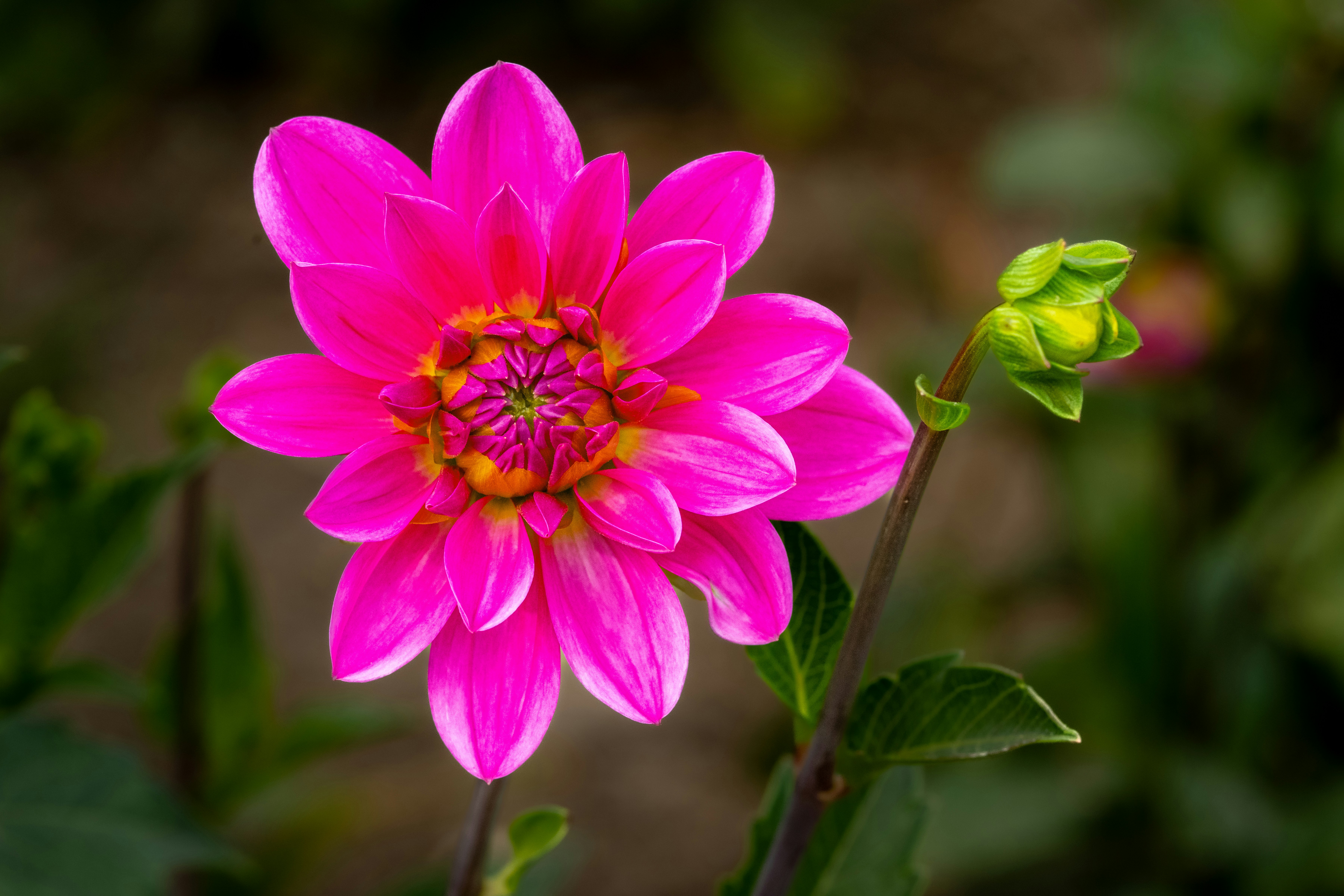 Photo by siegfriedpoepperl