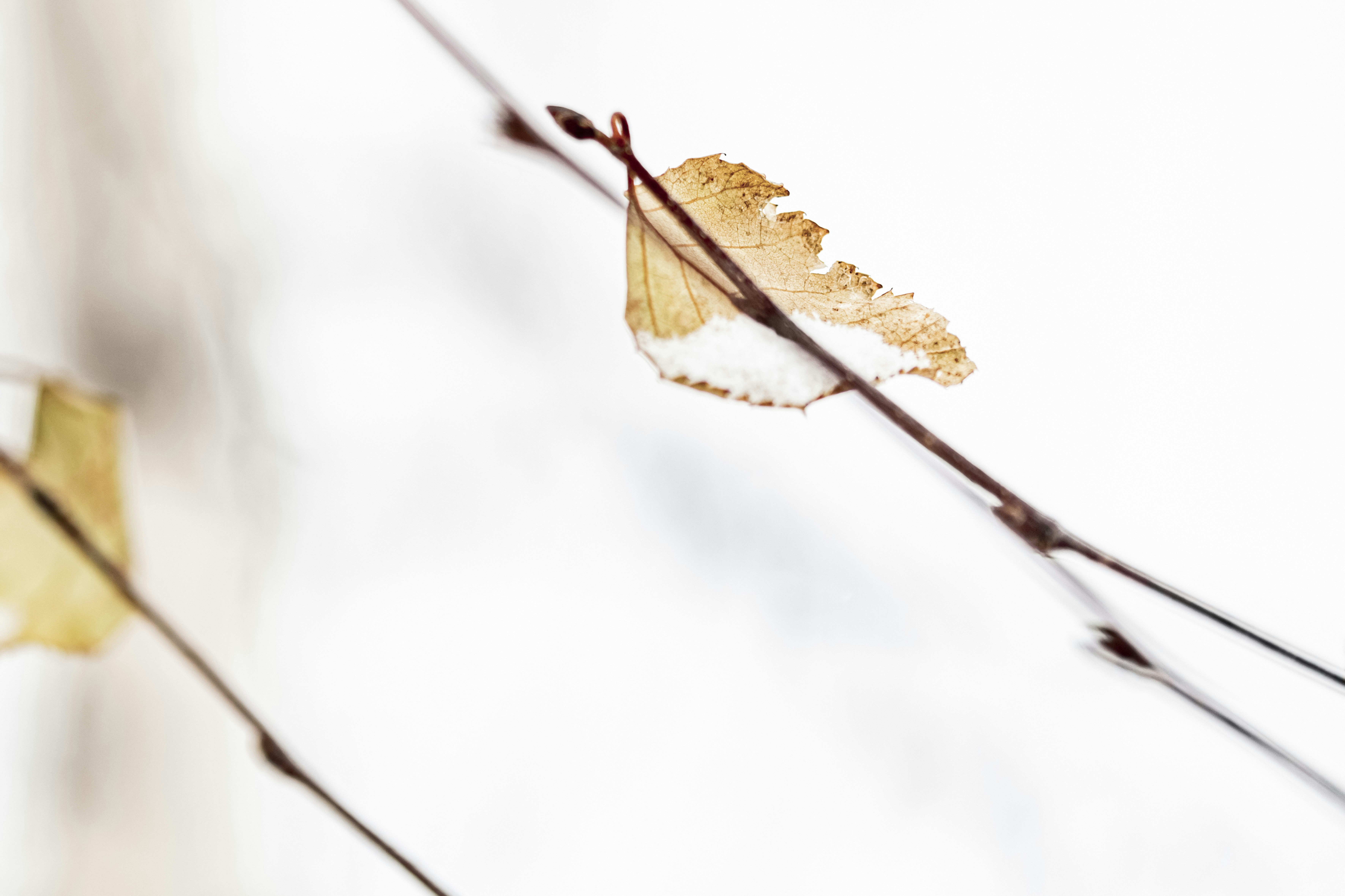A single dry leaf clings to a bare branch.
