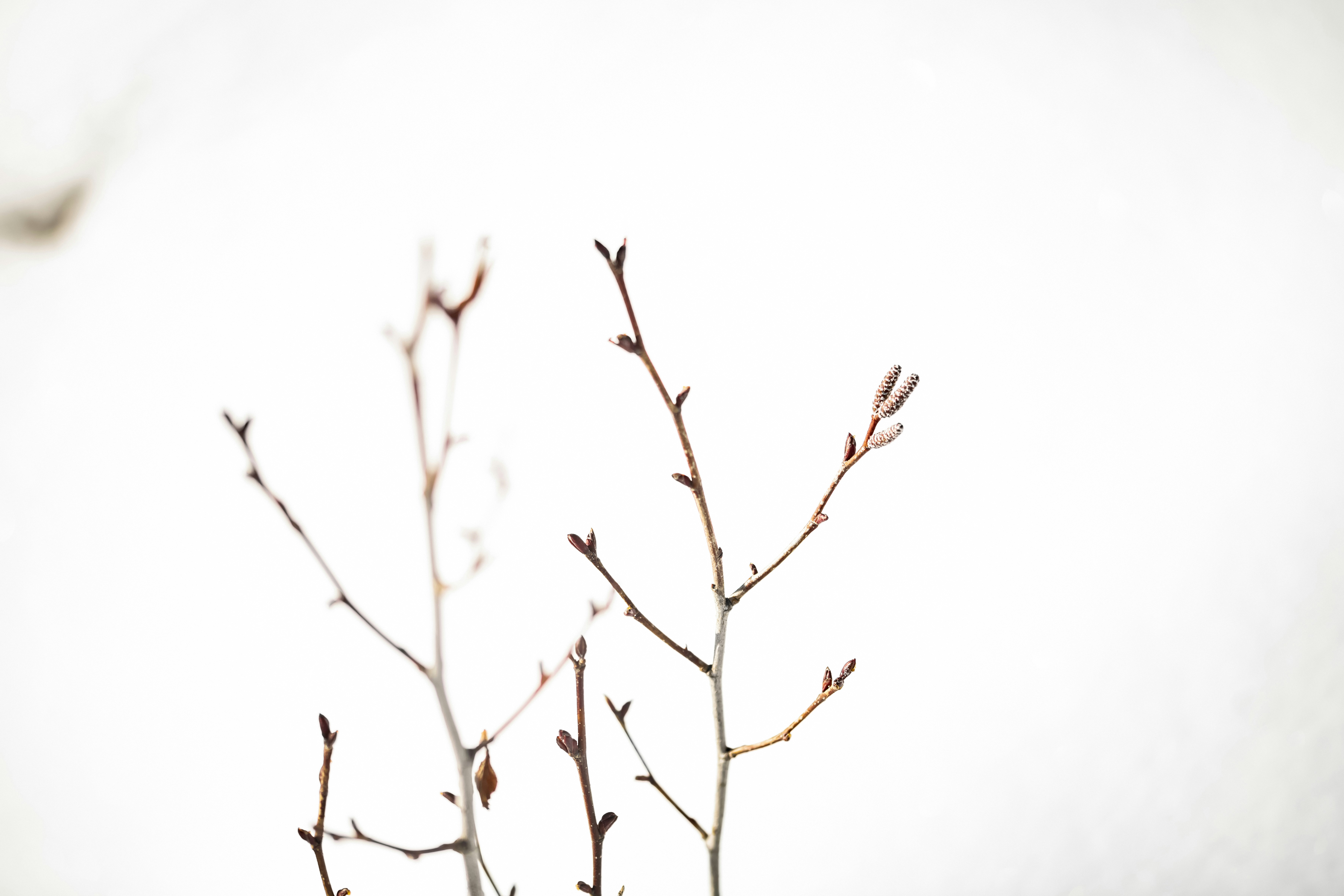 Bare branches with small buds against a white background