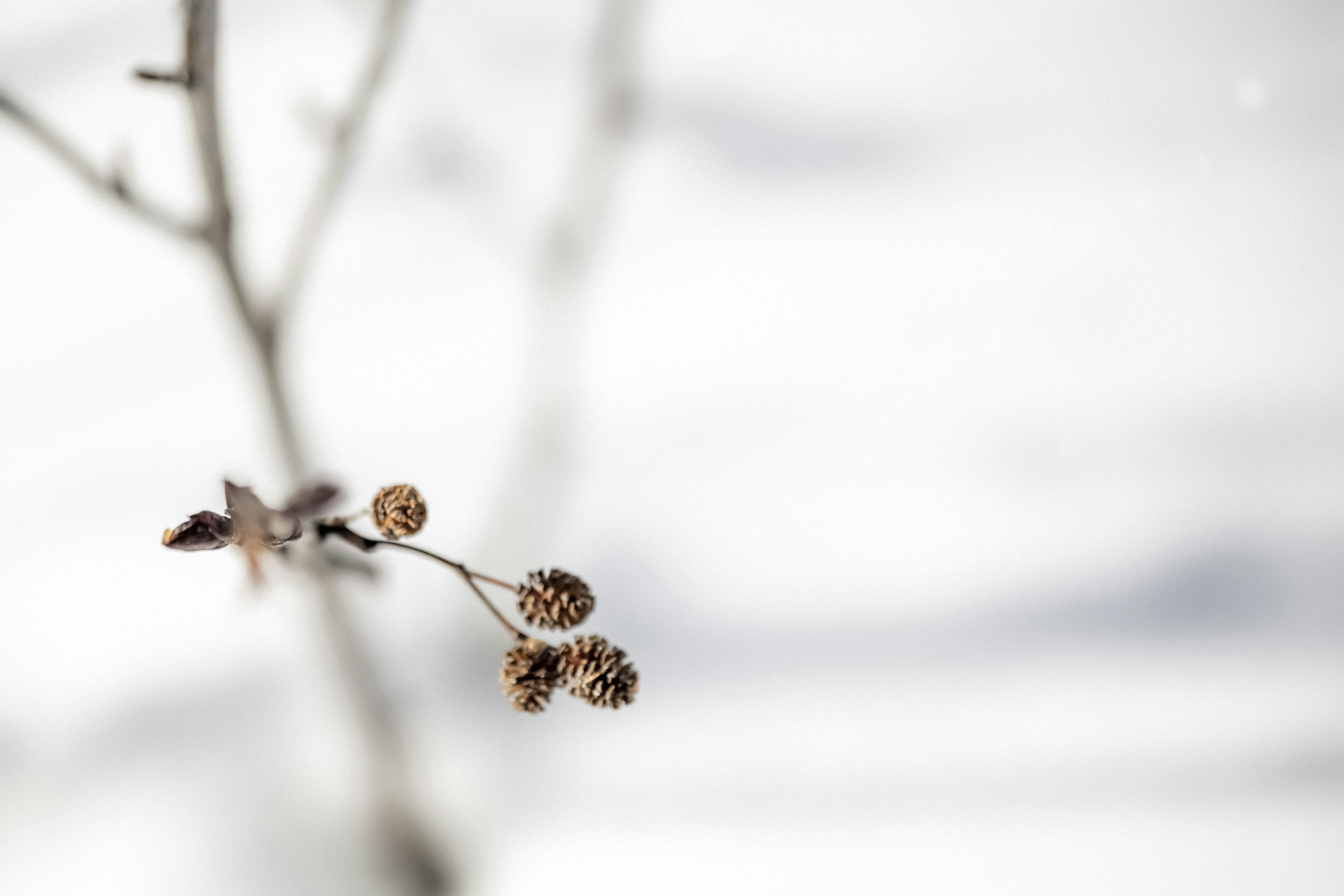 Photo by lauraadaiphoto