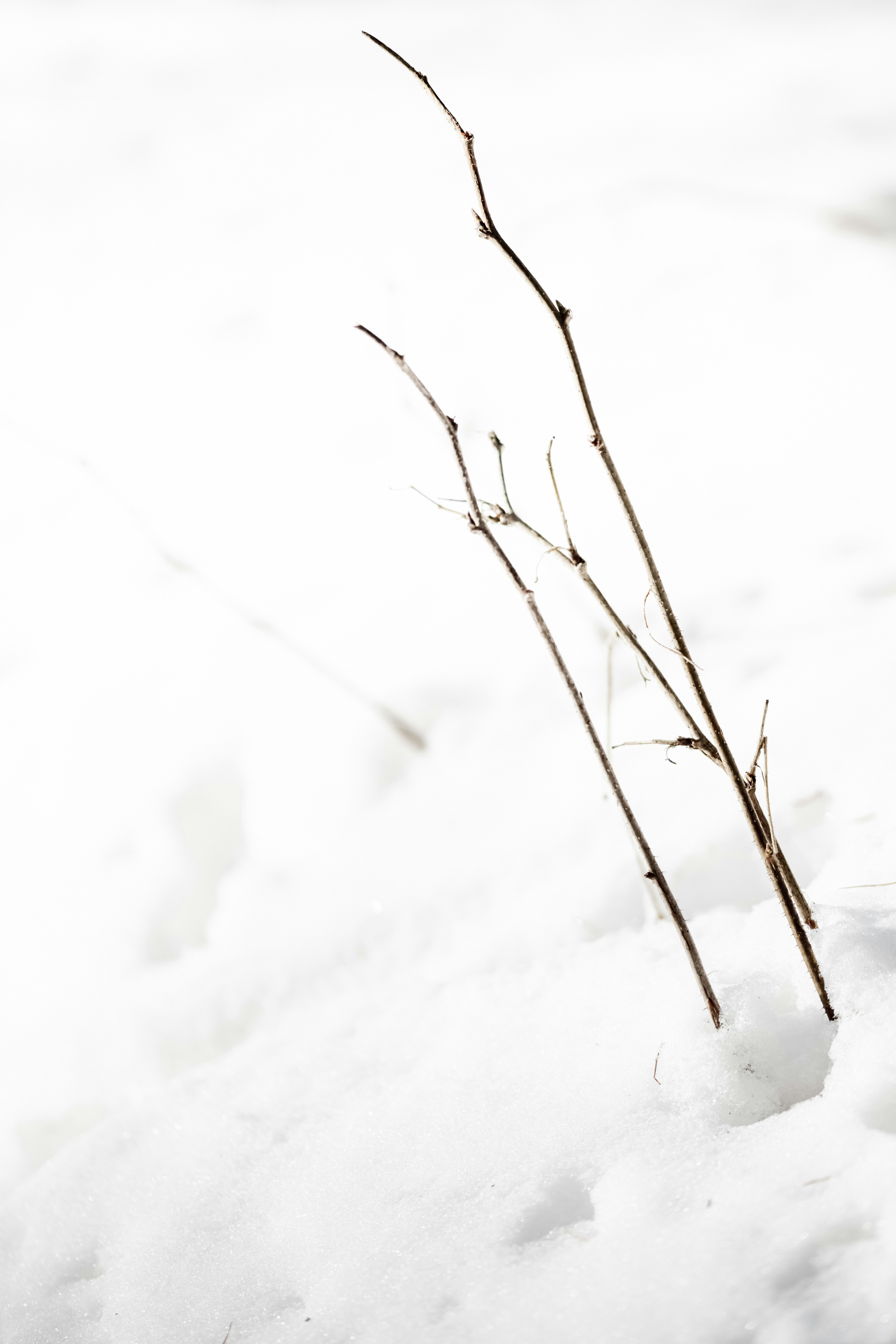 Photo by lauraadaiphoto