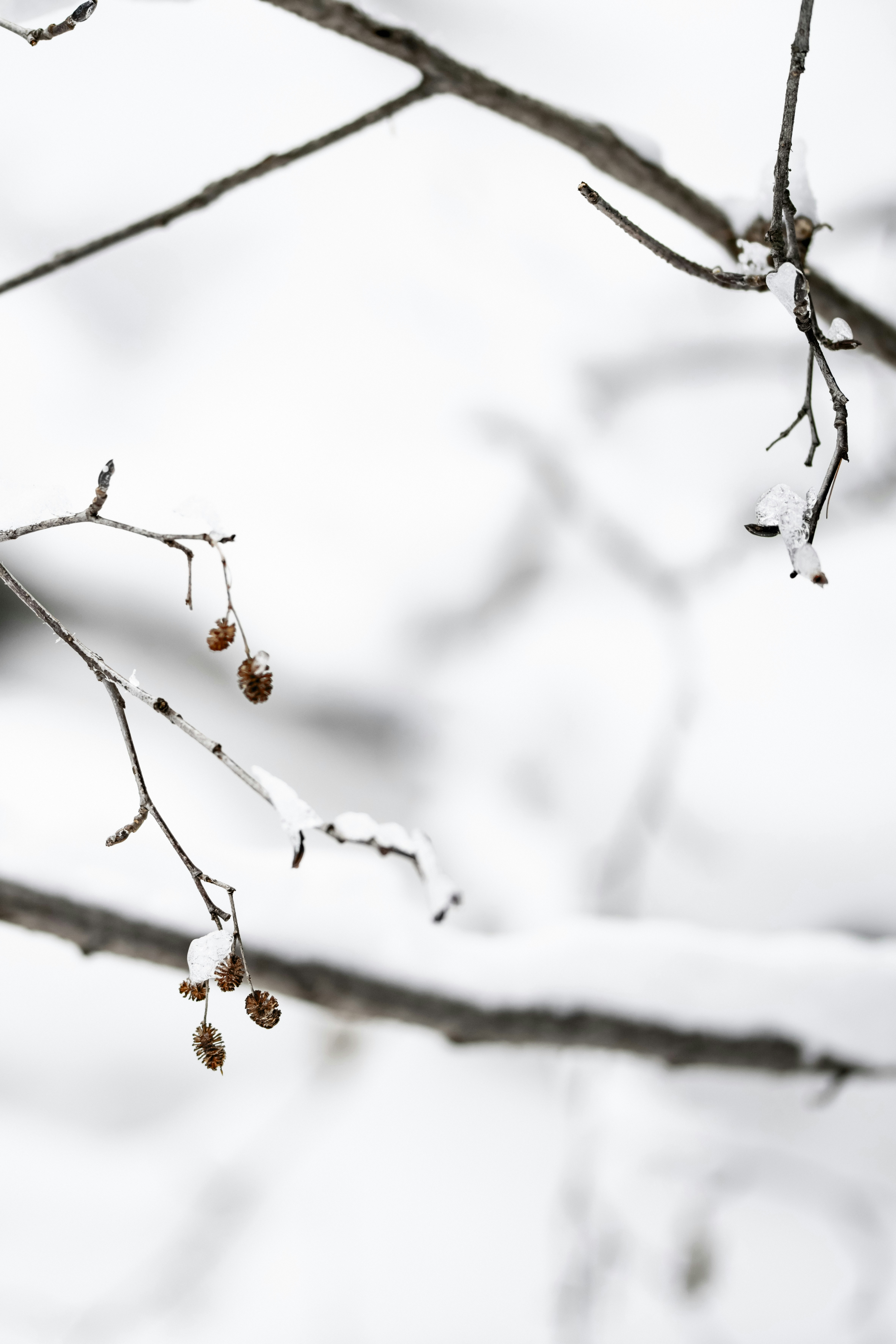 Photo by lauraadaiphoto