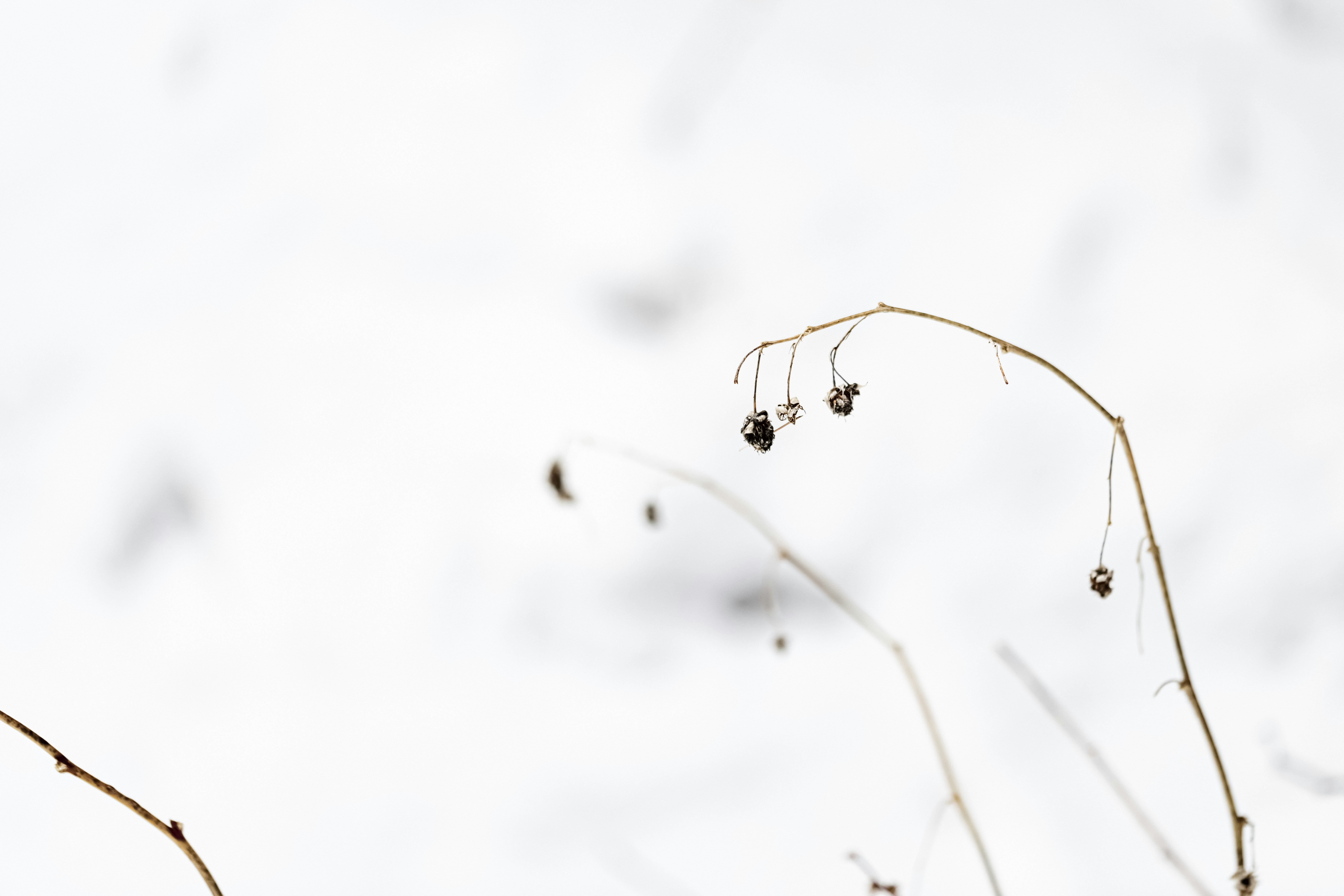 Photo by lauraadaiphoto