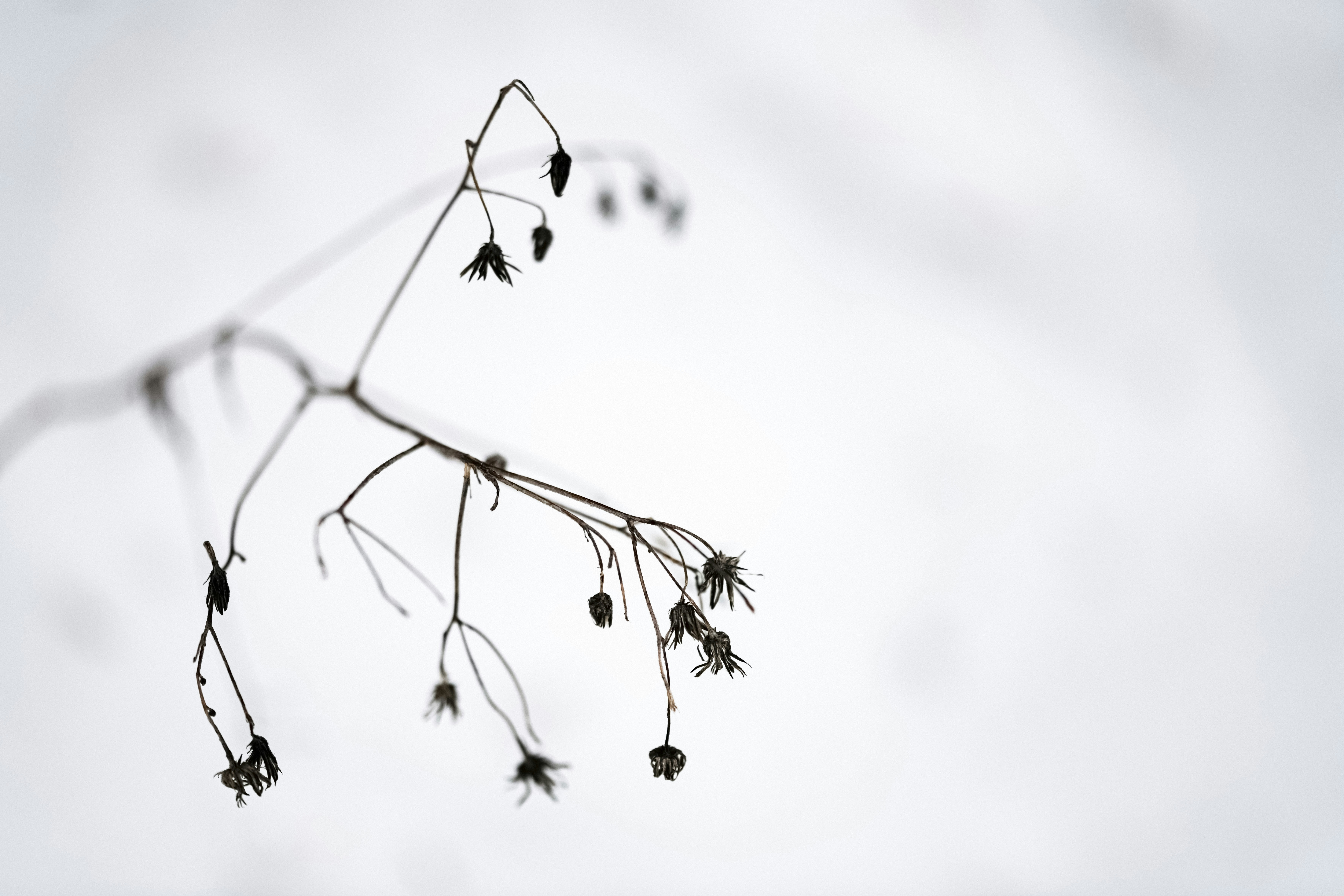 Photo by lauraadaiphoto