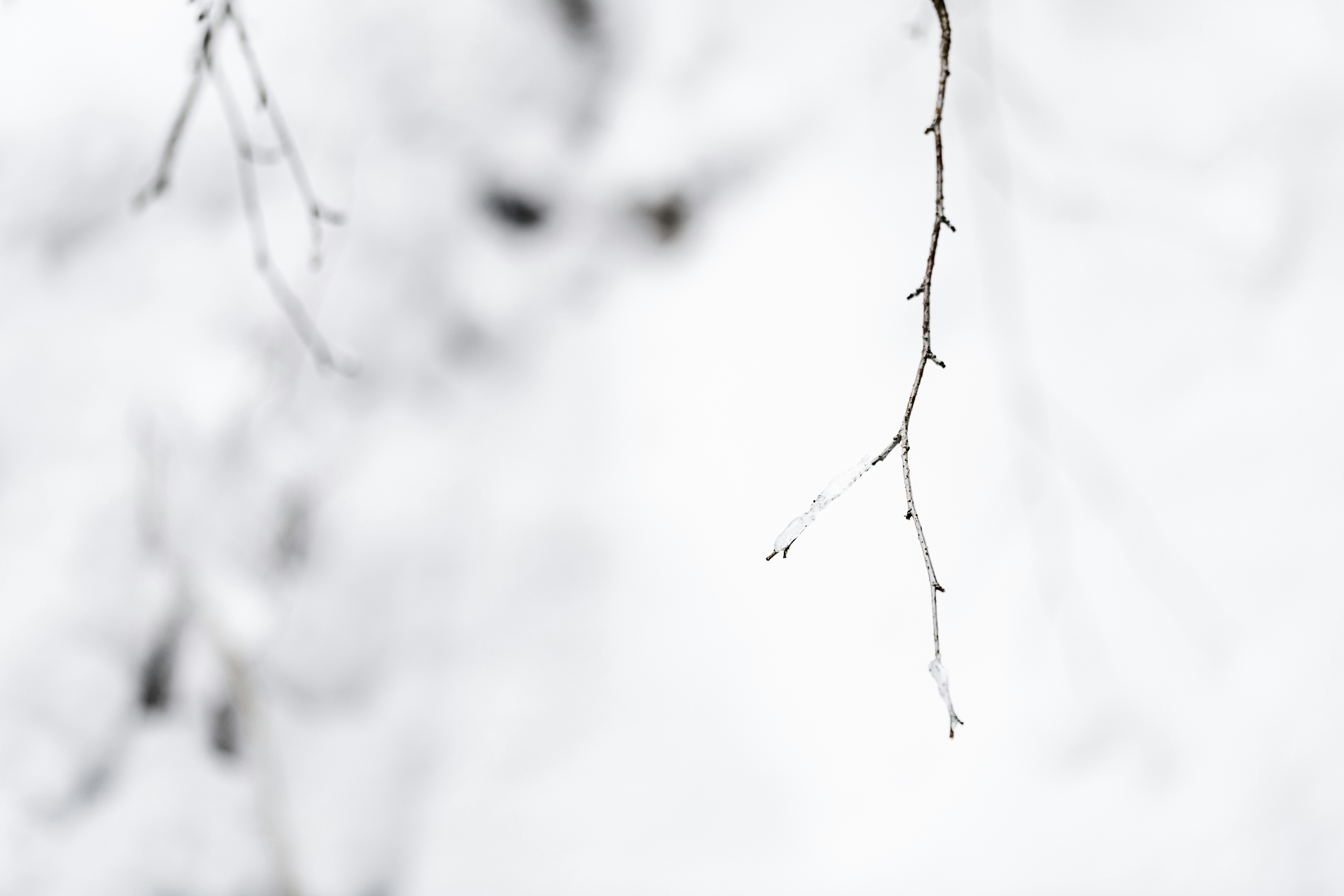 Photo by lauraadaiphoto