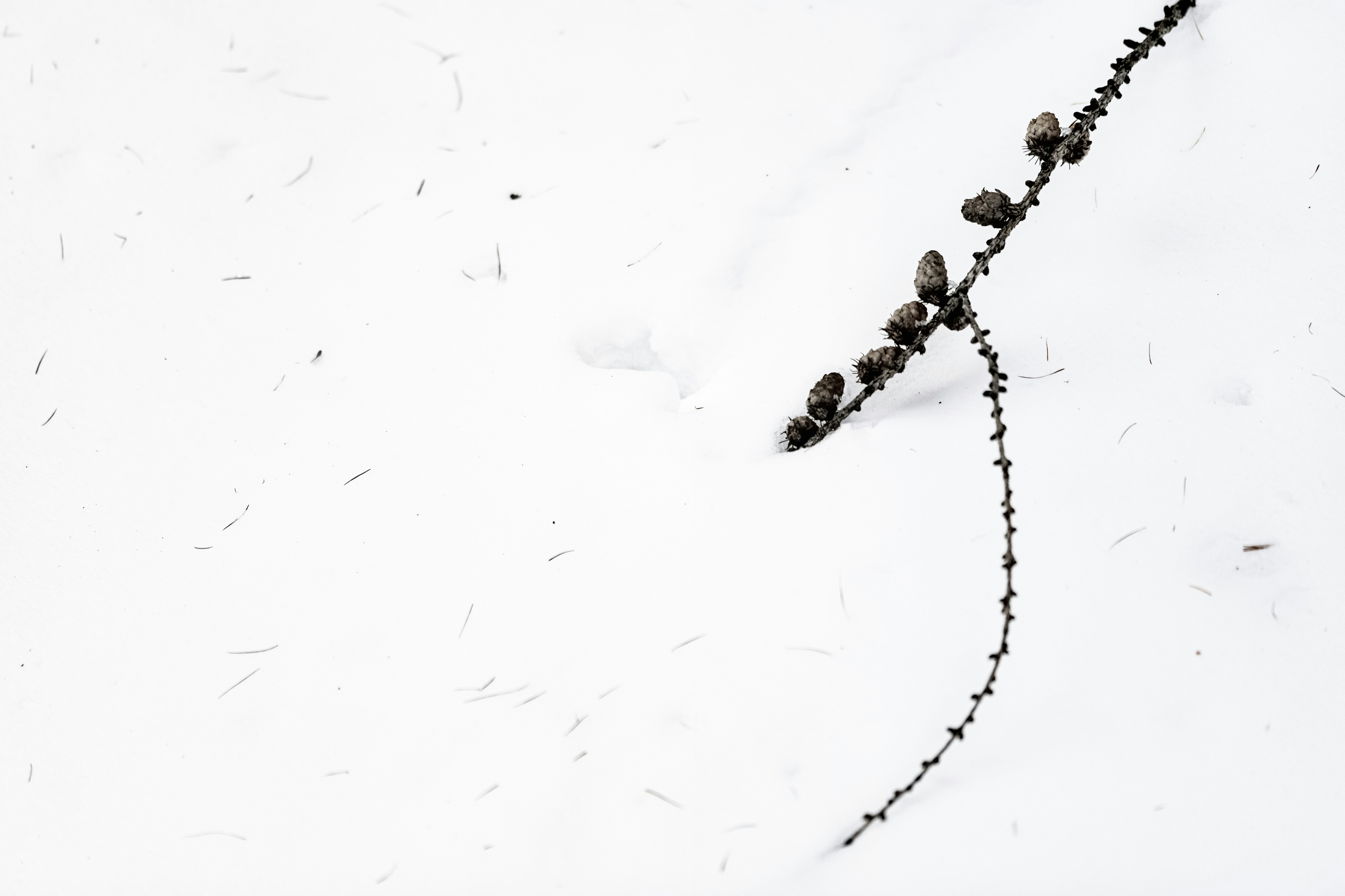 Photo by lauraadaiphoto