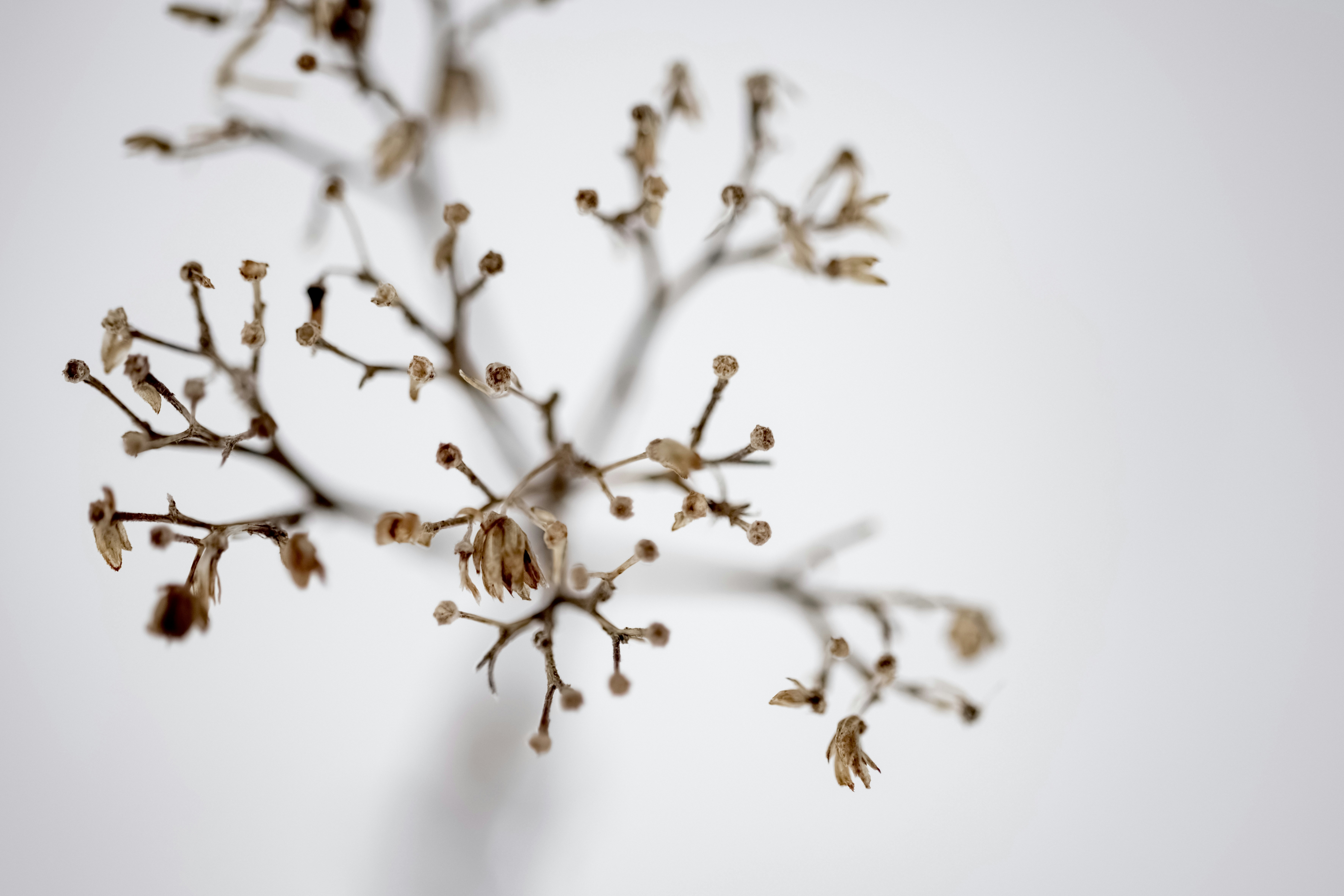 Photo by lauraadaiphoto