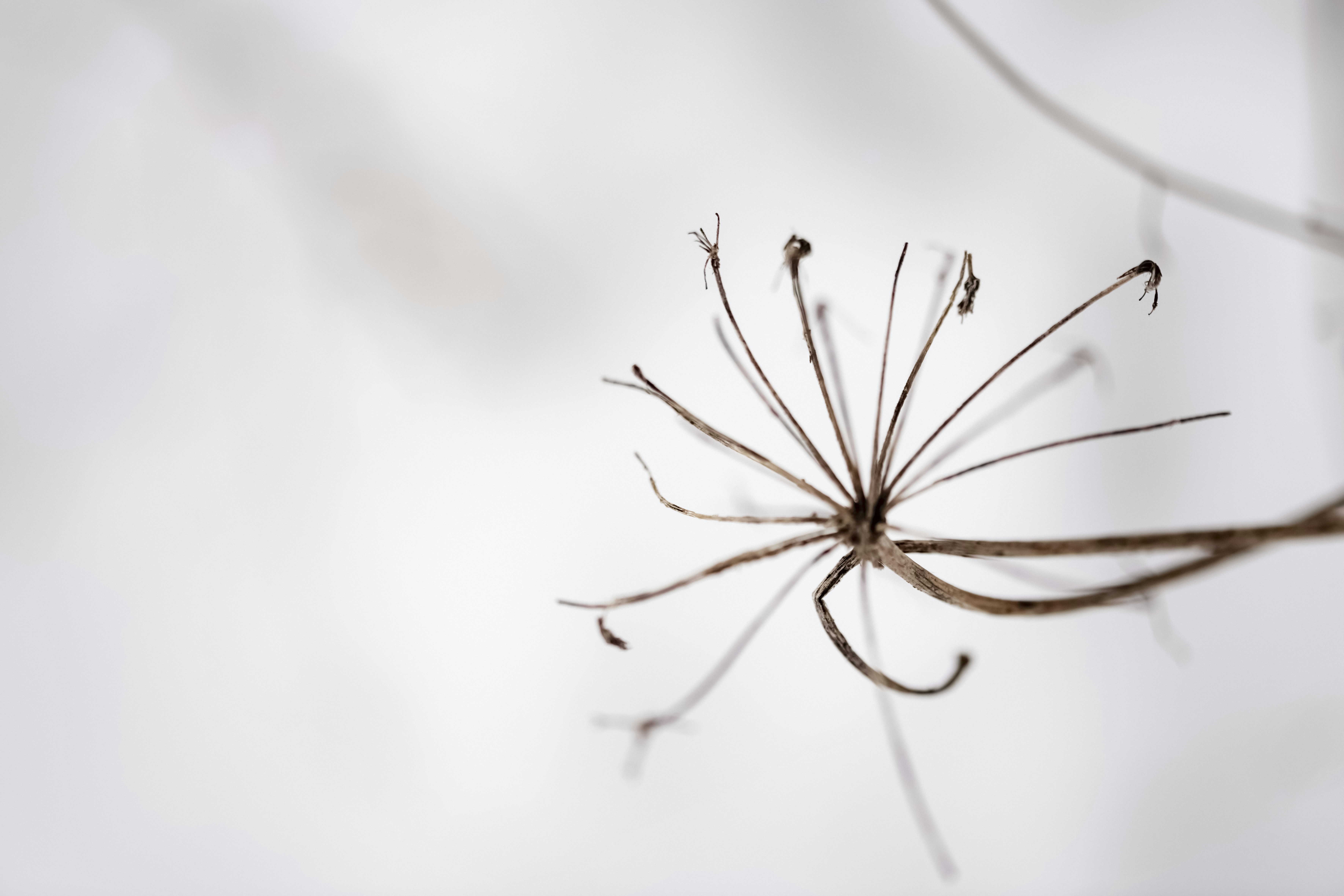 Photo by lauraadaiphoto