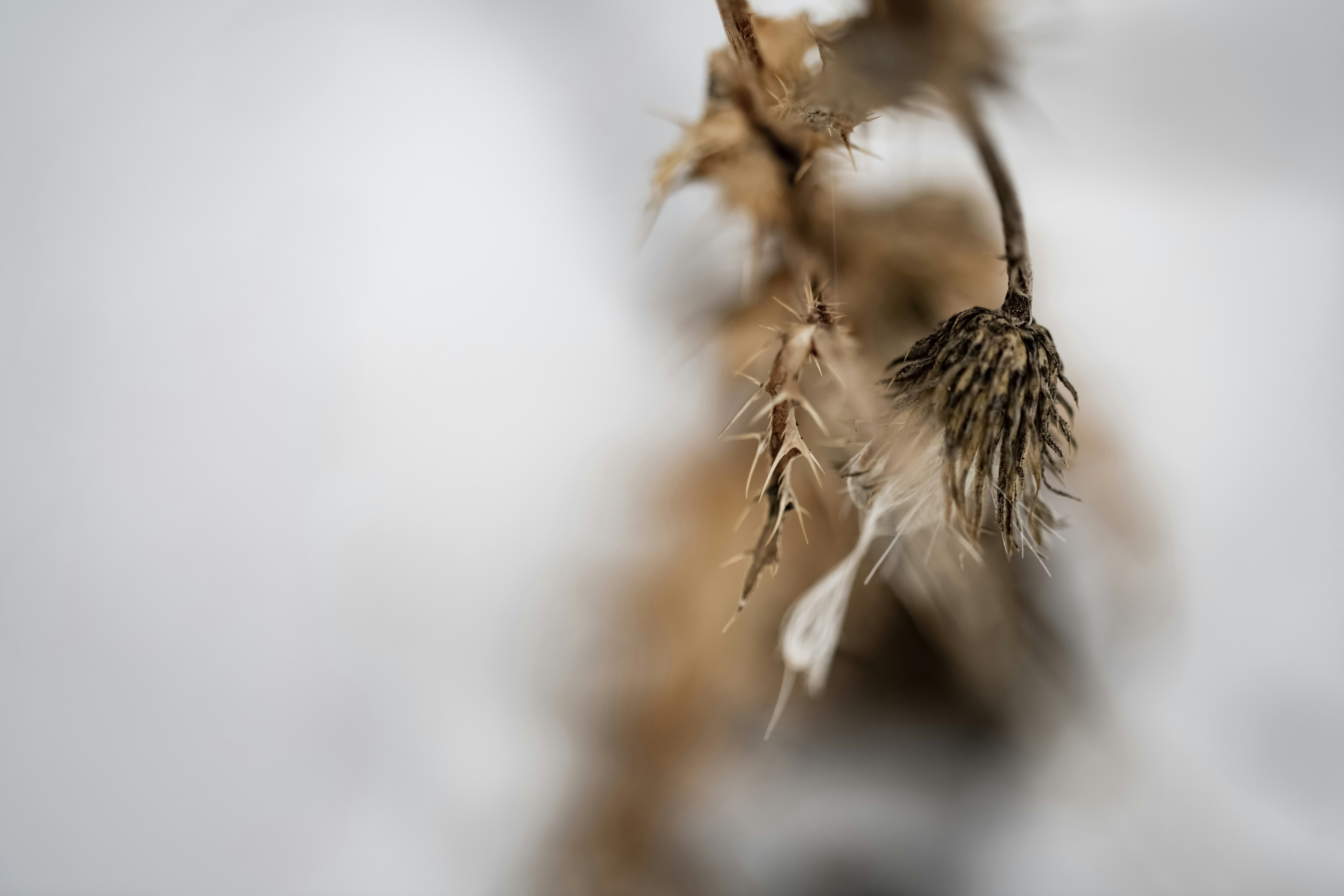 Photo by lauraadaiphoto