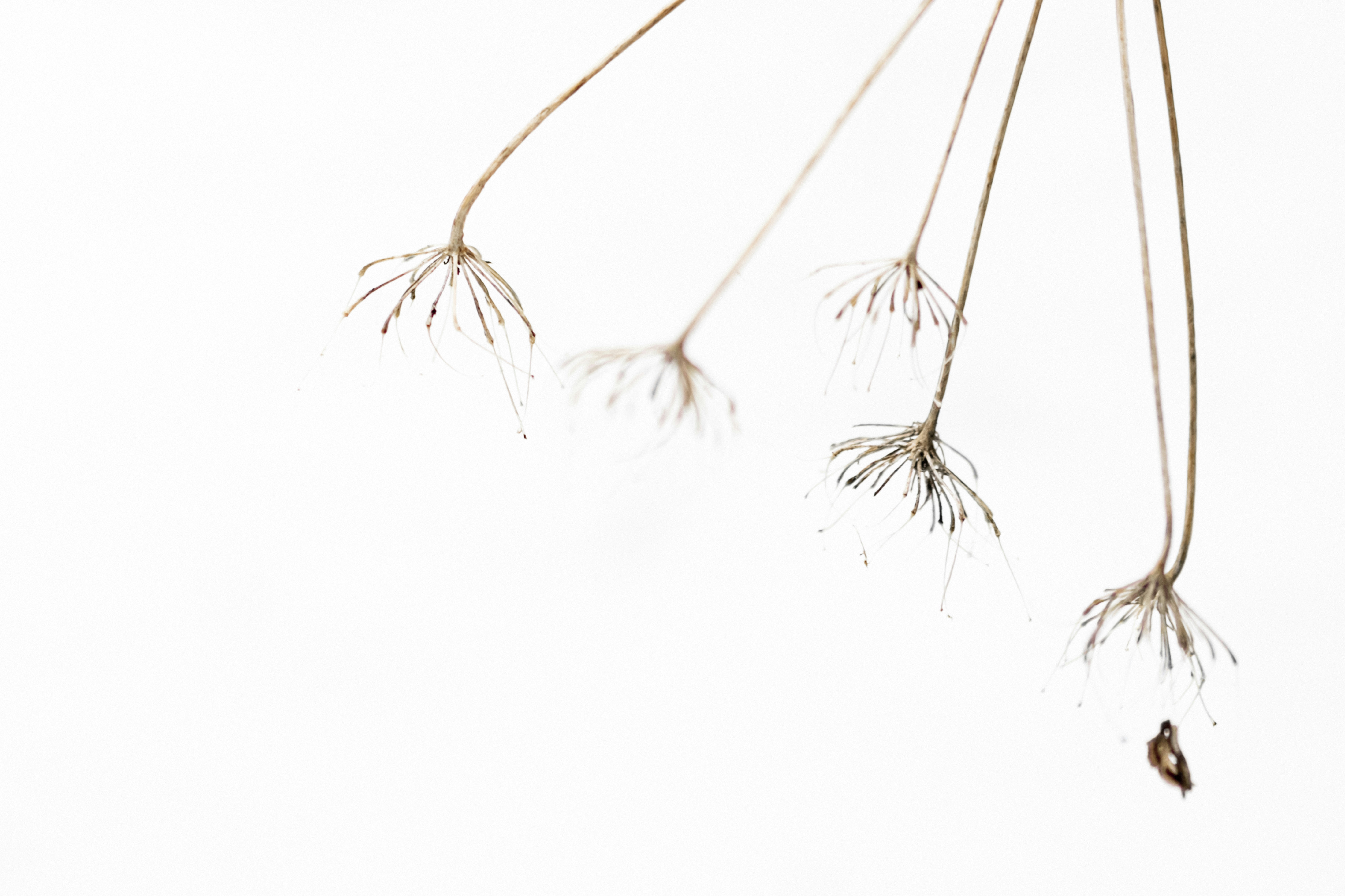 Photo by lauraadaiphoto