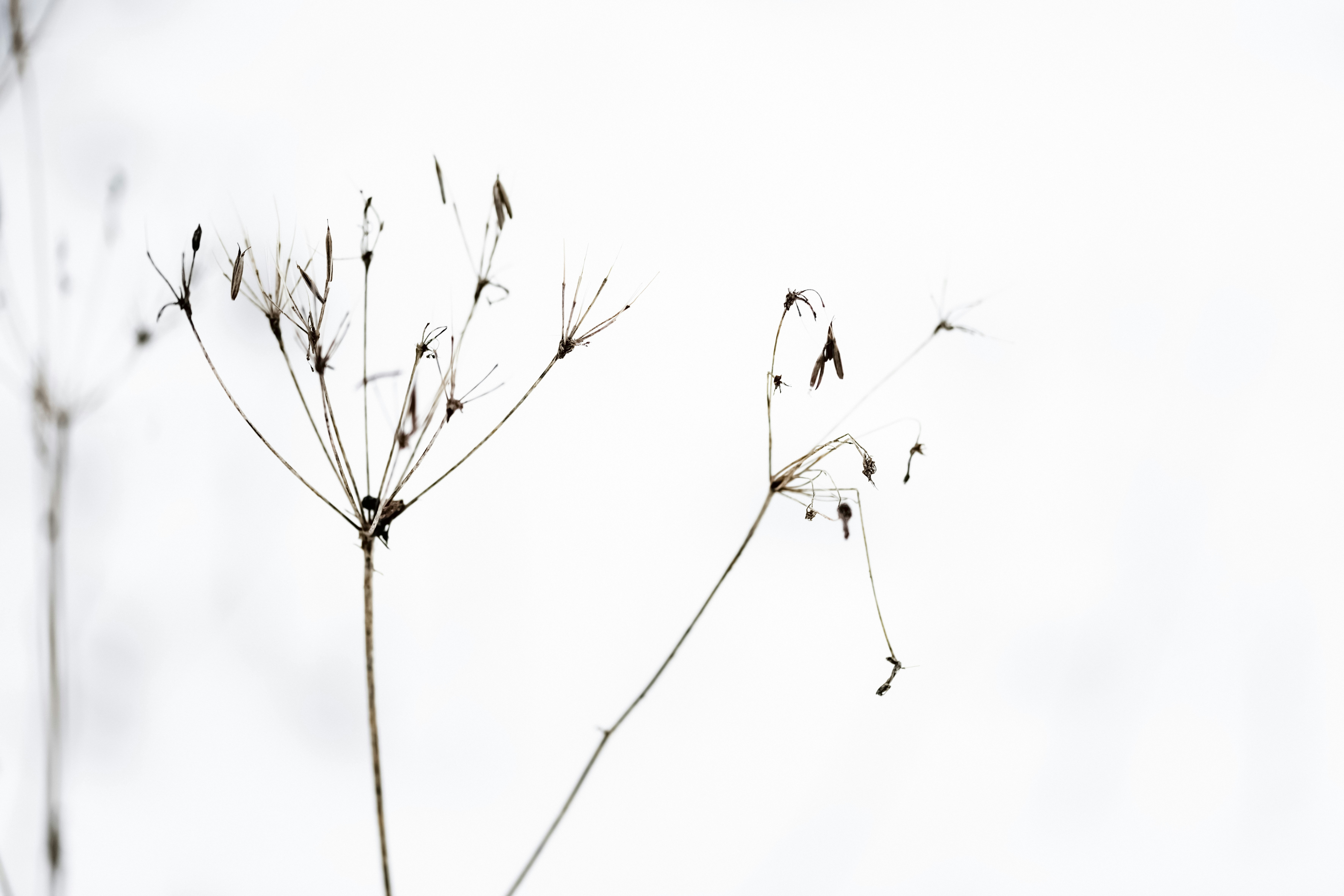 Photo by lauraadaiphoto