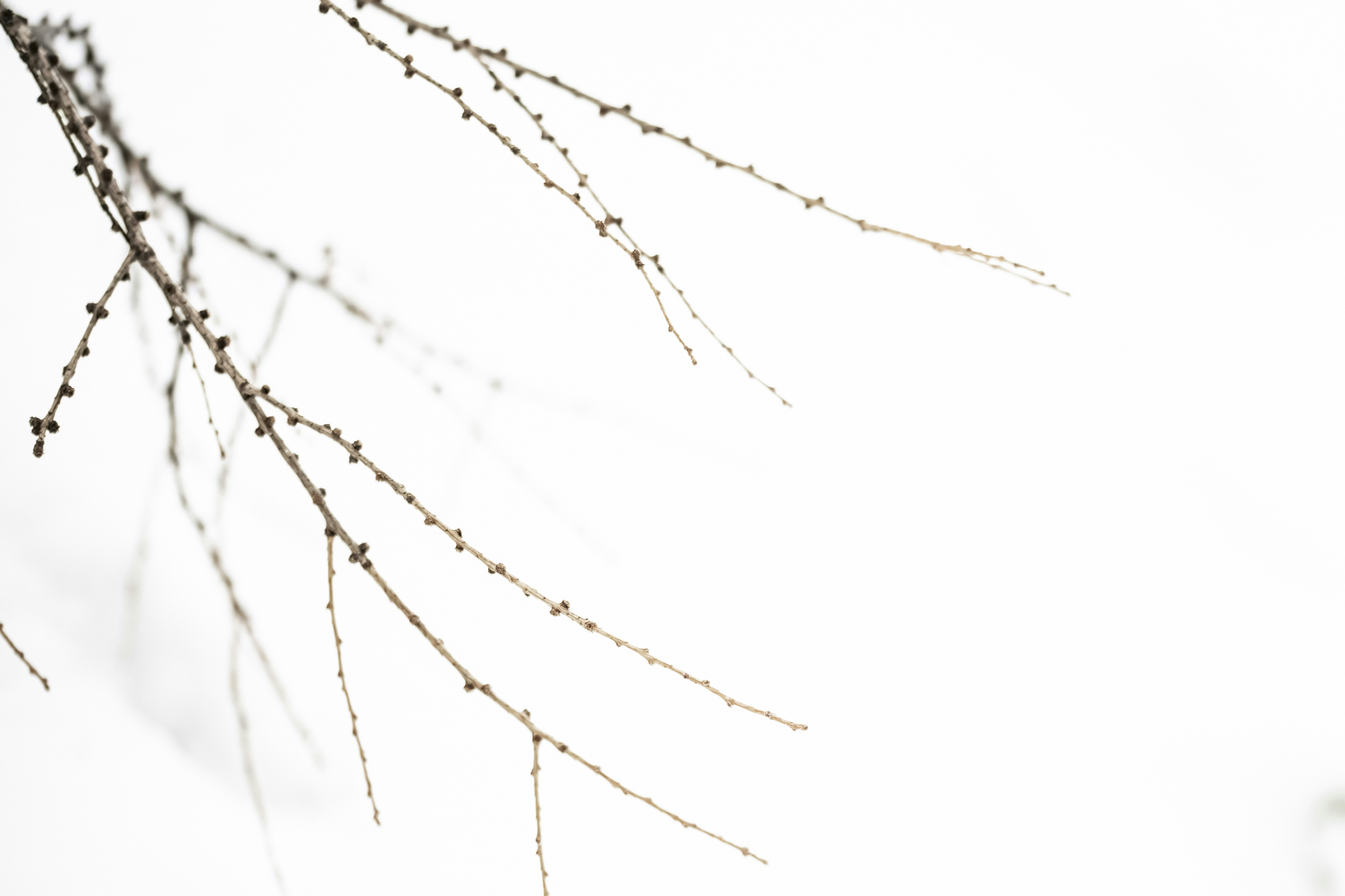 Photo by lauraadaiphoto