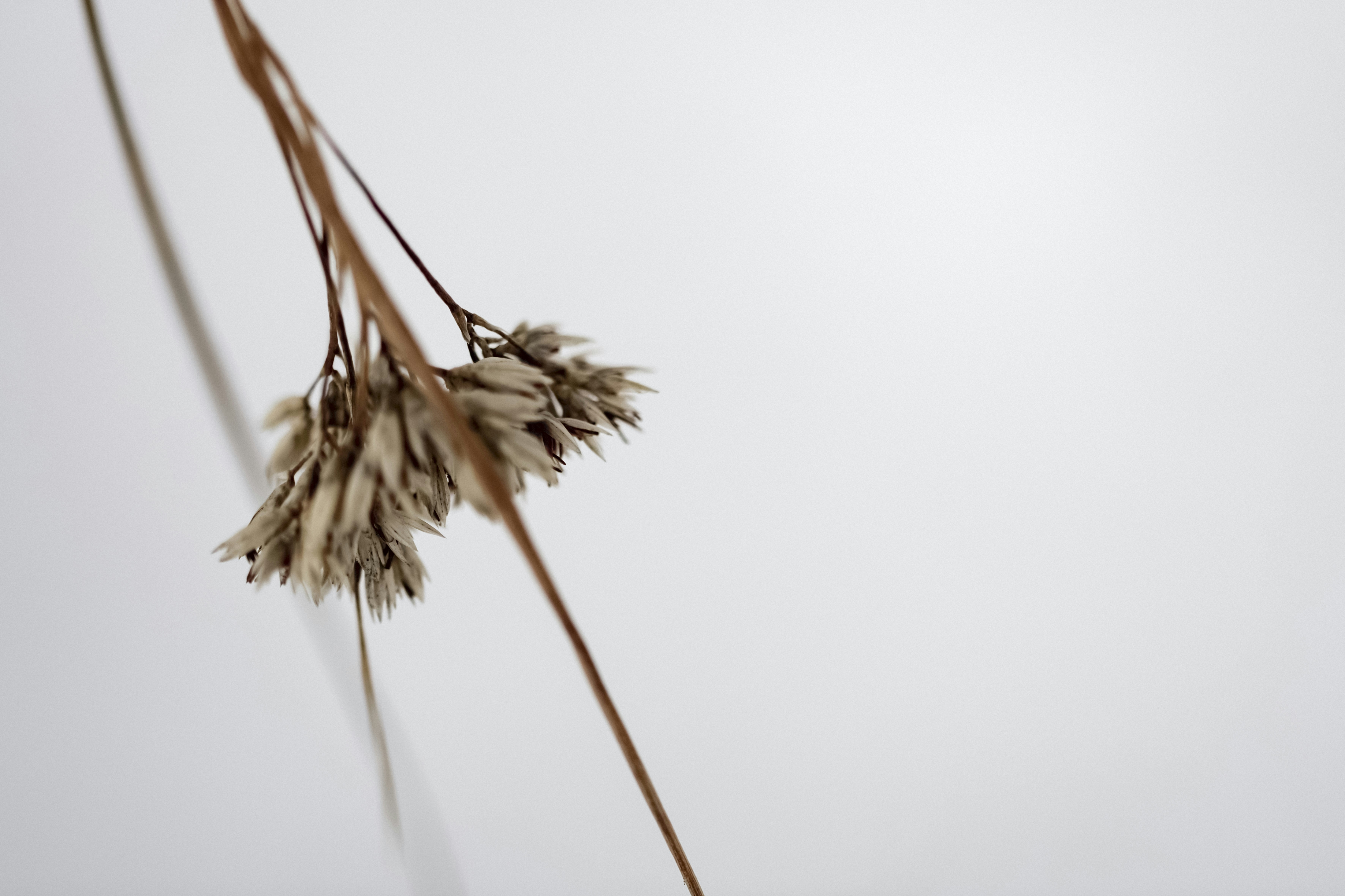 Photo by lauraadaiphoto