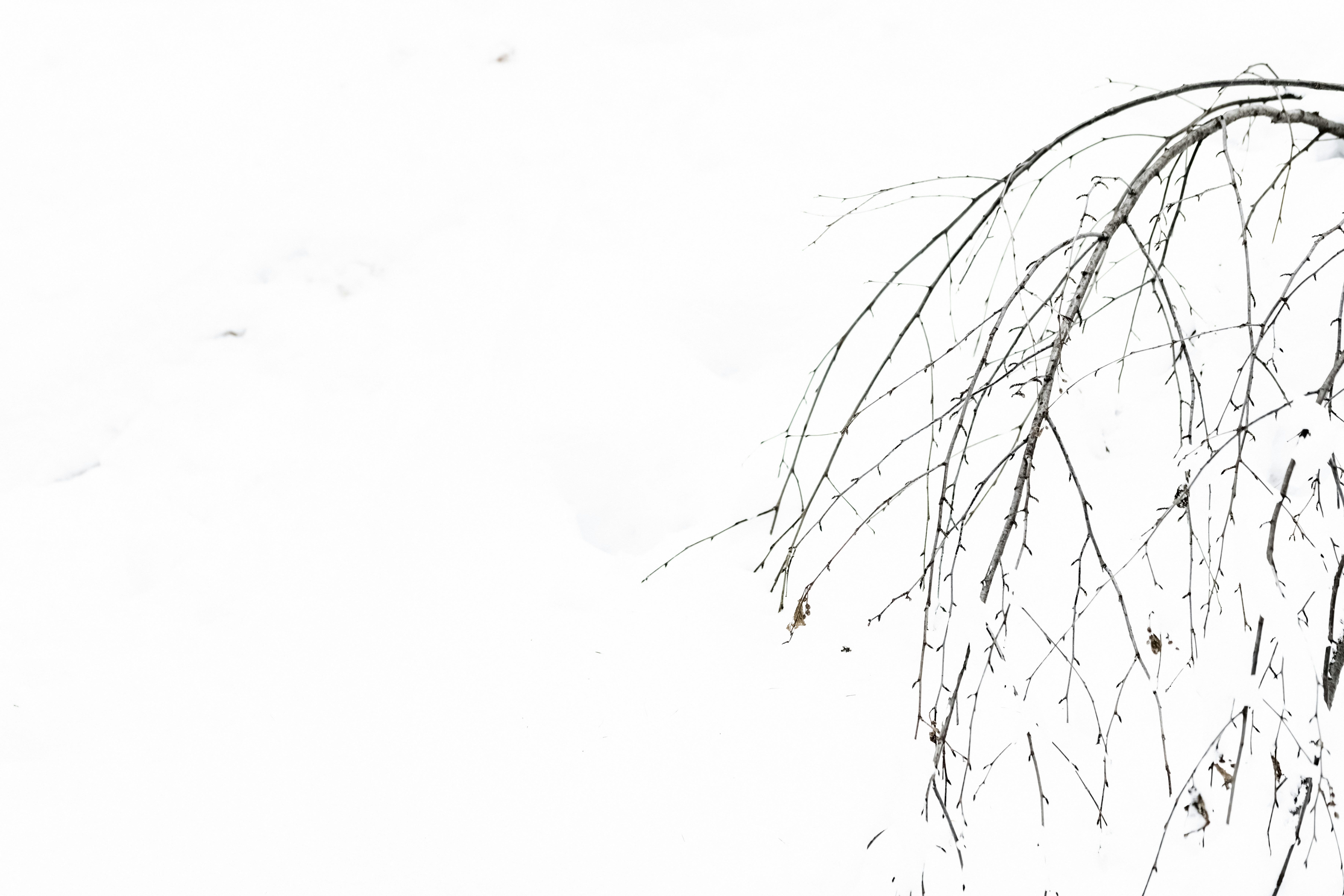 Photo by lauraadaiphoto