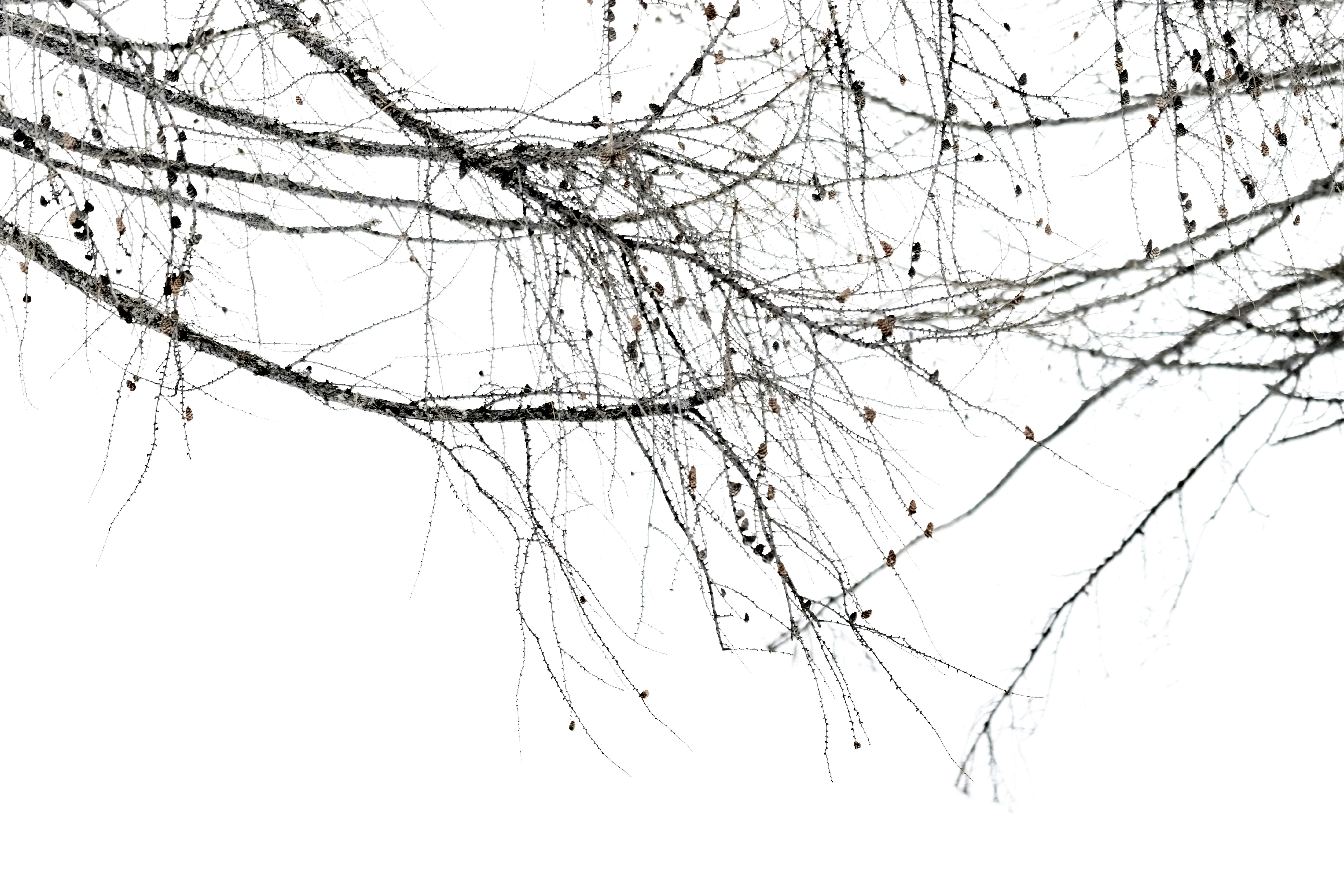 Photo by lauraadaiphoto