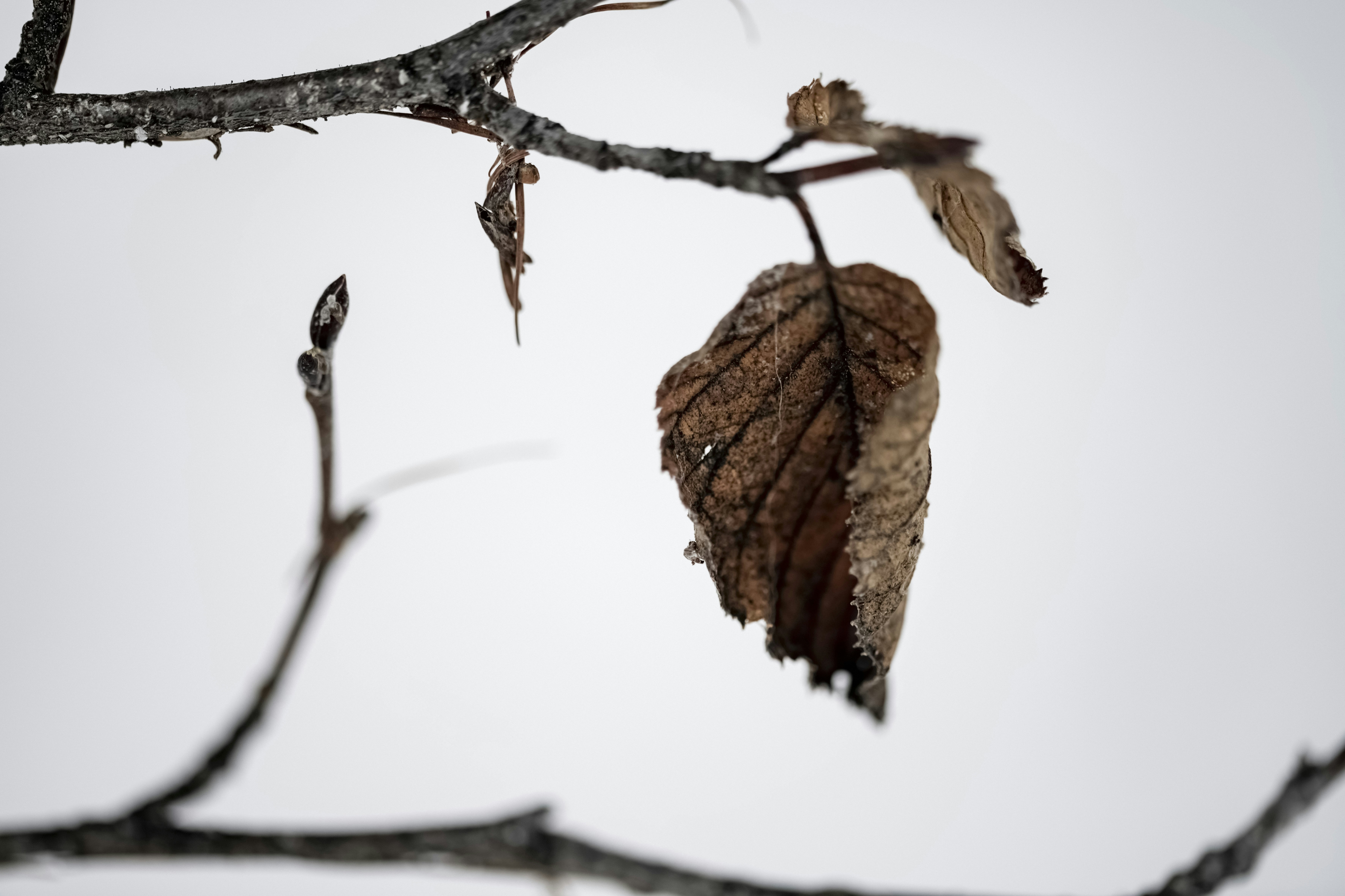 Photo by lauraadaiphoto